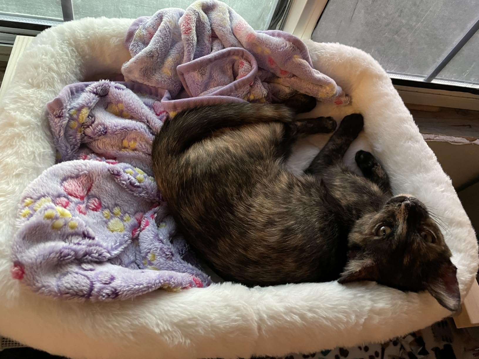 AMOSIJOY Cat Sill Window Perch Sturdy Hammock Window Seat with Cushion Bed Cover, Wood & Metal Frame for Large Cats, Easy to Adjust Cat Bed for Windowsill, Bedside, Drawer and Cabinet (M) customer photo 1