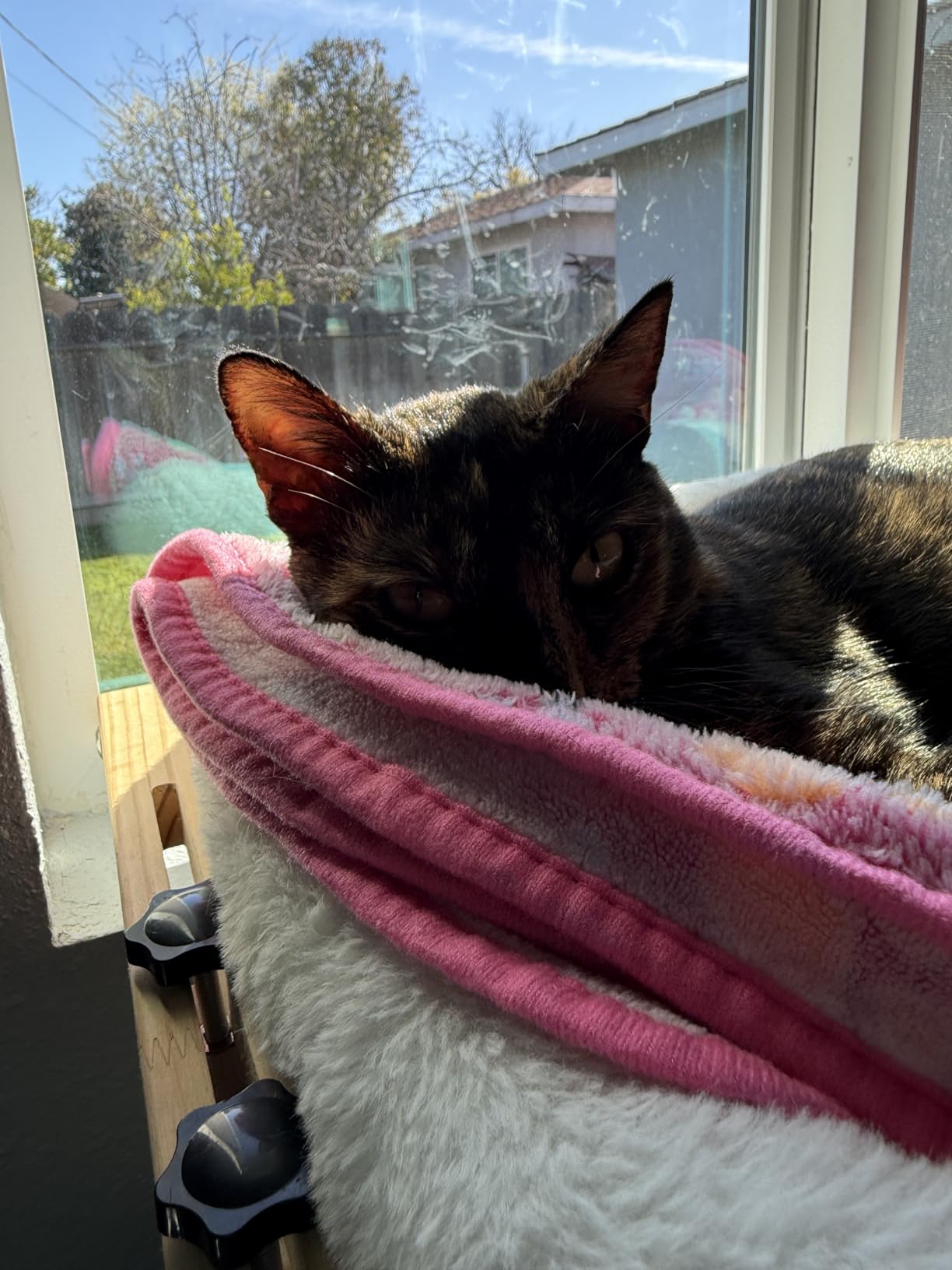 AMOSIJOY Cat Sill Window Perch Sturdy Hammock Window Seat with Cushion Bed Cover, Wood & Metal Frame for Large Cats, Easy to Adjust Cat Bed for Windowsill, Bedside, Drawer and Cabinet (M) customer photo 2