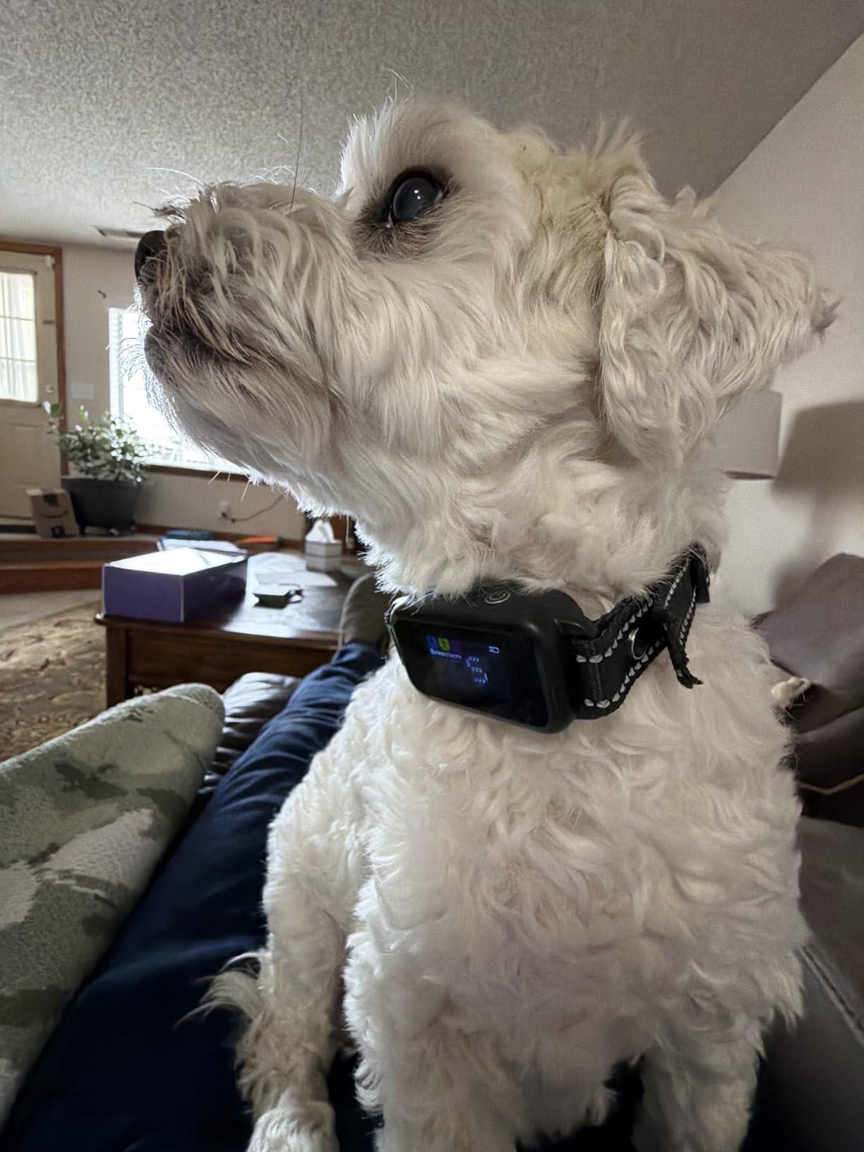 DINJOO Smart Bark Collar - Rechargeable Anti Barking Training Collar with 8 Adjustable Sensitivity, Beep & Shock (Dark Black) for Large, Medium & Small Dogs customer photo 1