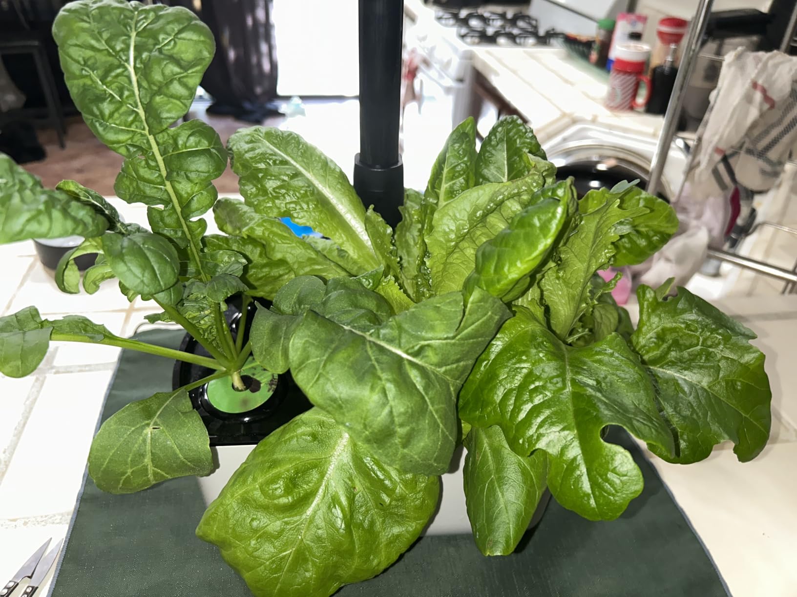 AeroGarden Harvest Lite in Cream, Soil-Free Indoor Hydroponic Garden with LED Grow Light for Year-Round Gardening of up to 6 Herbs and Vegetables customer photo 1