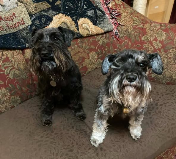 oneisall Dog Grooming Vacuum, 13000Pa Powerful 3L Dust Cup Pet Vacuum with Clipper Nail Grinder & Shedding Brush, 7 in 1 Dog Grooming Kits, Quiet, Large Capacity 3 Suction Levels, BM3 customer photo 1