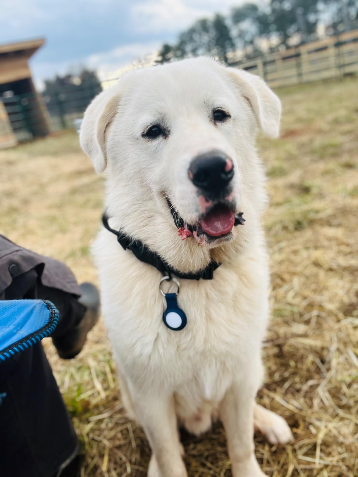 Pawfit 3 GPS Pet Tracker GPS Dog Tracker 4G Live Tracking, Smart Alerts, Fully Waterproof Activity Monitor for Pets, Unlimited Range, Remote Voice Recall, Fits All Collars, 30 Day Free Subscription customer photo 1