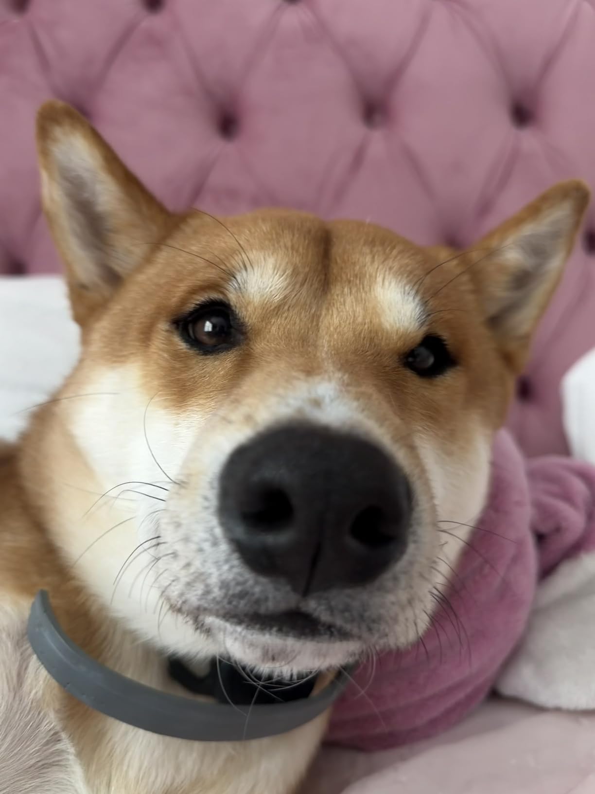 Apple AirTag (1st Generation). Keep Track of and find Your Keys, Wallet, Luggage, Backpack, and More. Simple one-tap Set up with iPhone or iPad, Bluetooth customer photo 2