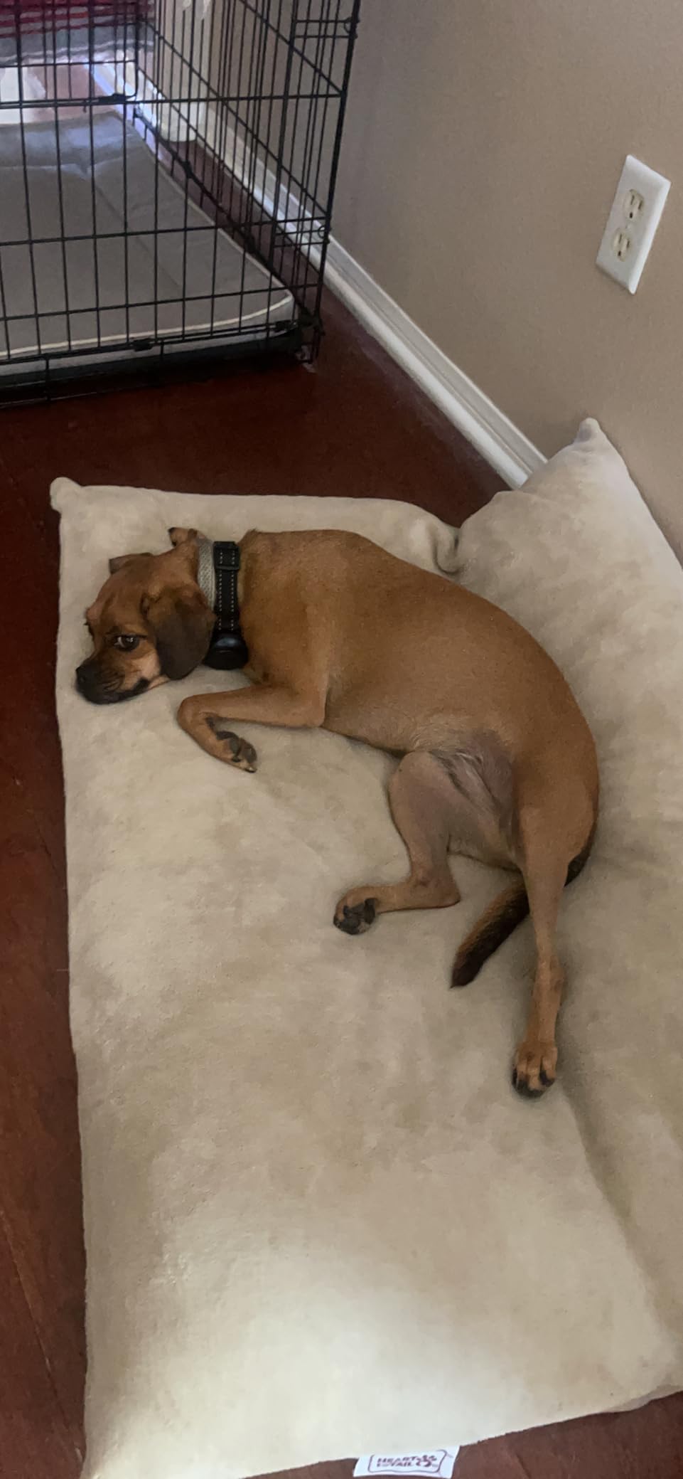 2-in-1 Dog Shock Collar & Dog Bark Collar - Smart Anti Barking Dog Training Collar with 5 Adjustable Sensitivity & 3300FT Remote for All Breeds IP67 Waterproof E-Collar customer photo 1