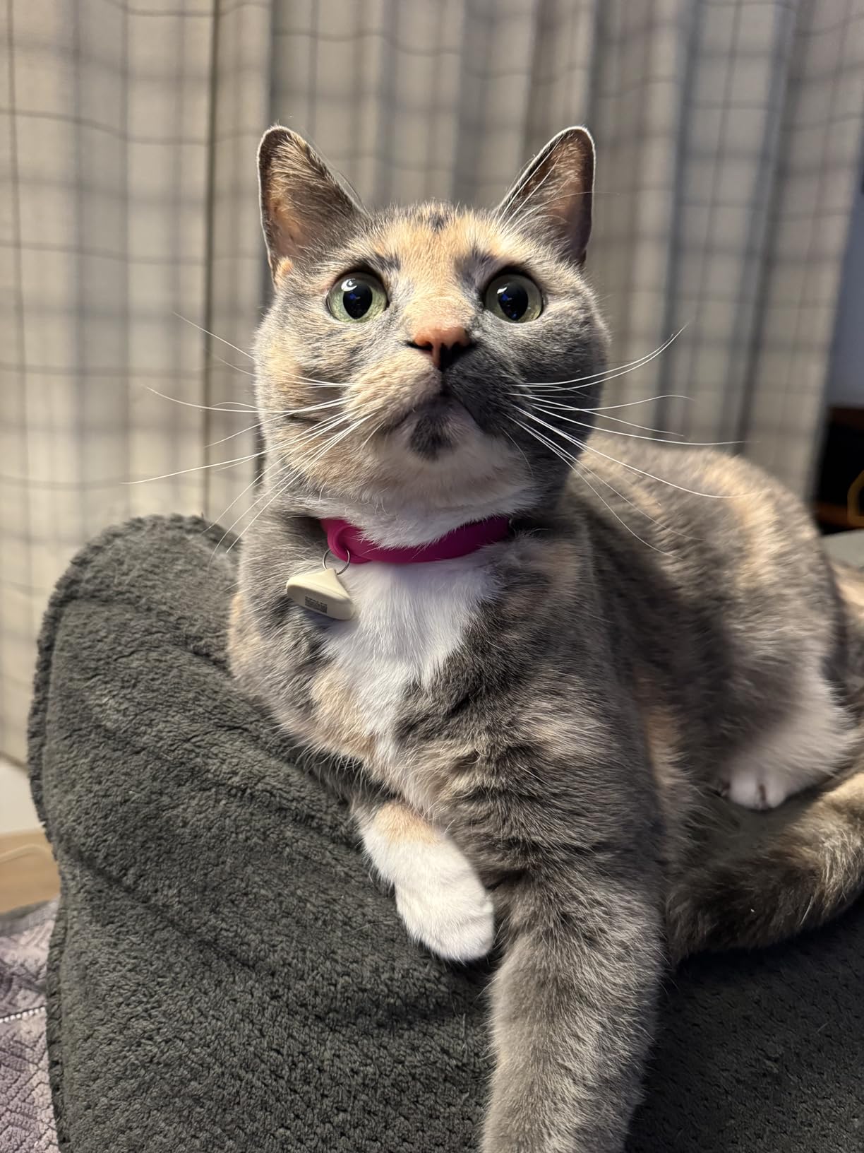 PETLIBRO RFID Automatic Cat Feeder, Collar Tag-Activated Personalized Meals, 5G&2.4G Wi-Fi Programmable Cat Food Dispenser with Cats Recognition & Diet Tracking for Multi-Pet Homes and Different Diets customer photo 1