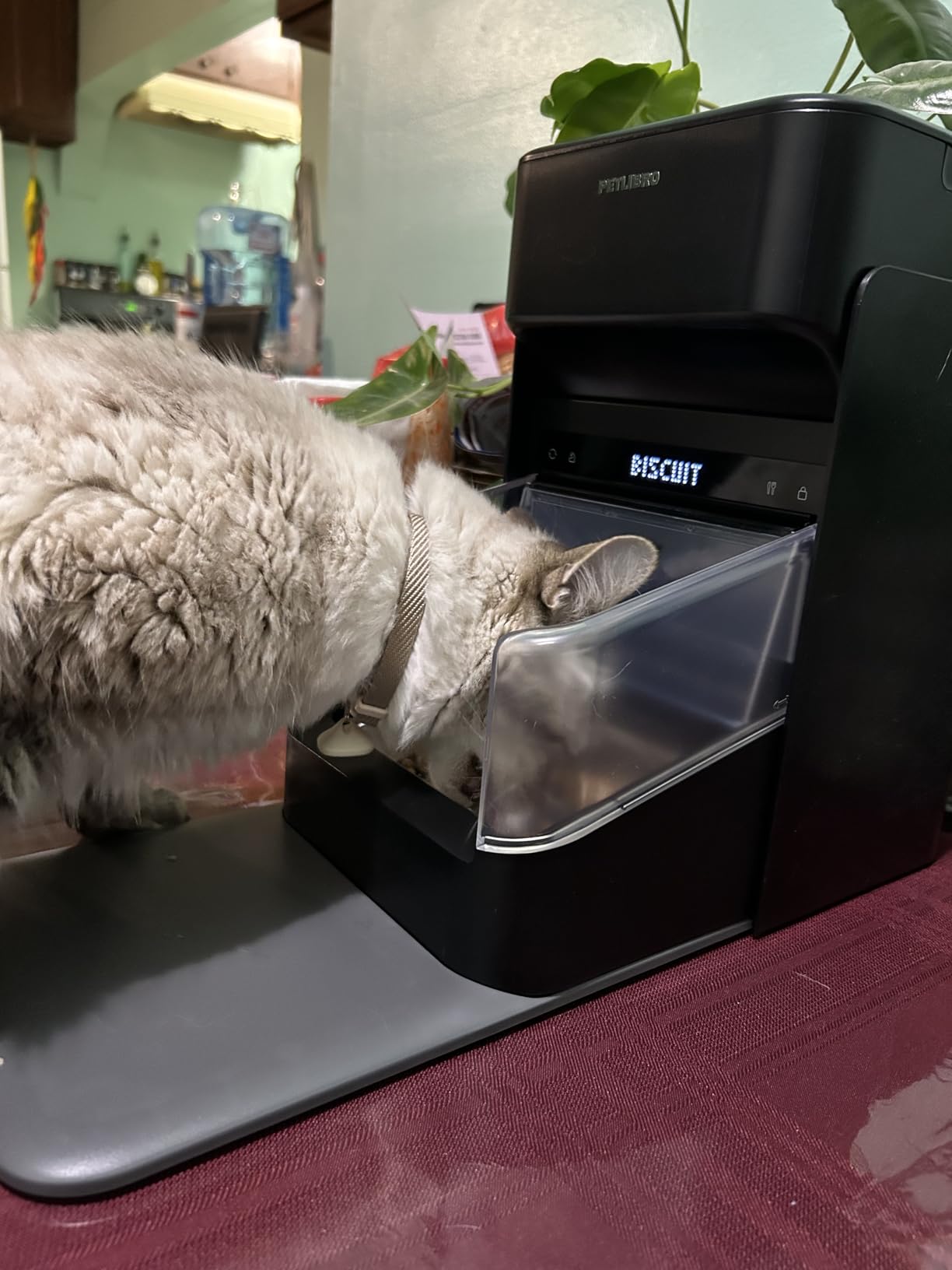 PETLIBRO RFID Automatic Cat Feeder, Collar Tag-Activated Personalized Meals, 5G&2.4G Wi-Fi Programmable Cat Food Dispenser with Cats Recognition & Diet Tracking for Multi-Pet Homes and Different Diets customer photo 2