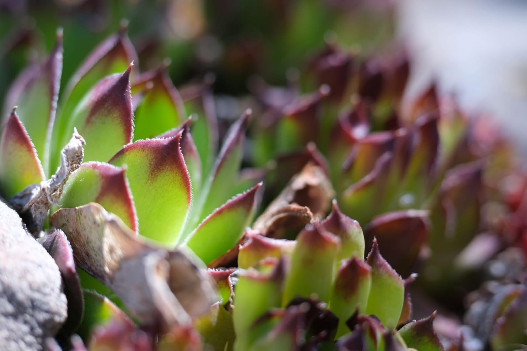 7artisans 50mm F1.4 APS-C Frame Tilt-Shift Lens for Fujifilm FX-Mount customer photo 1