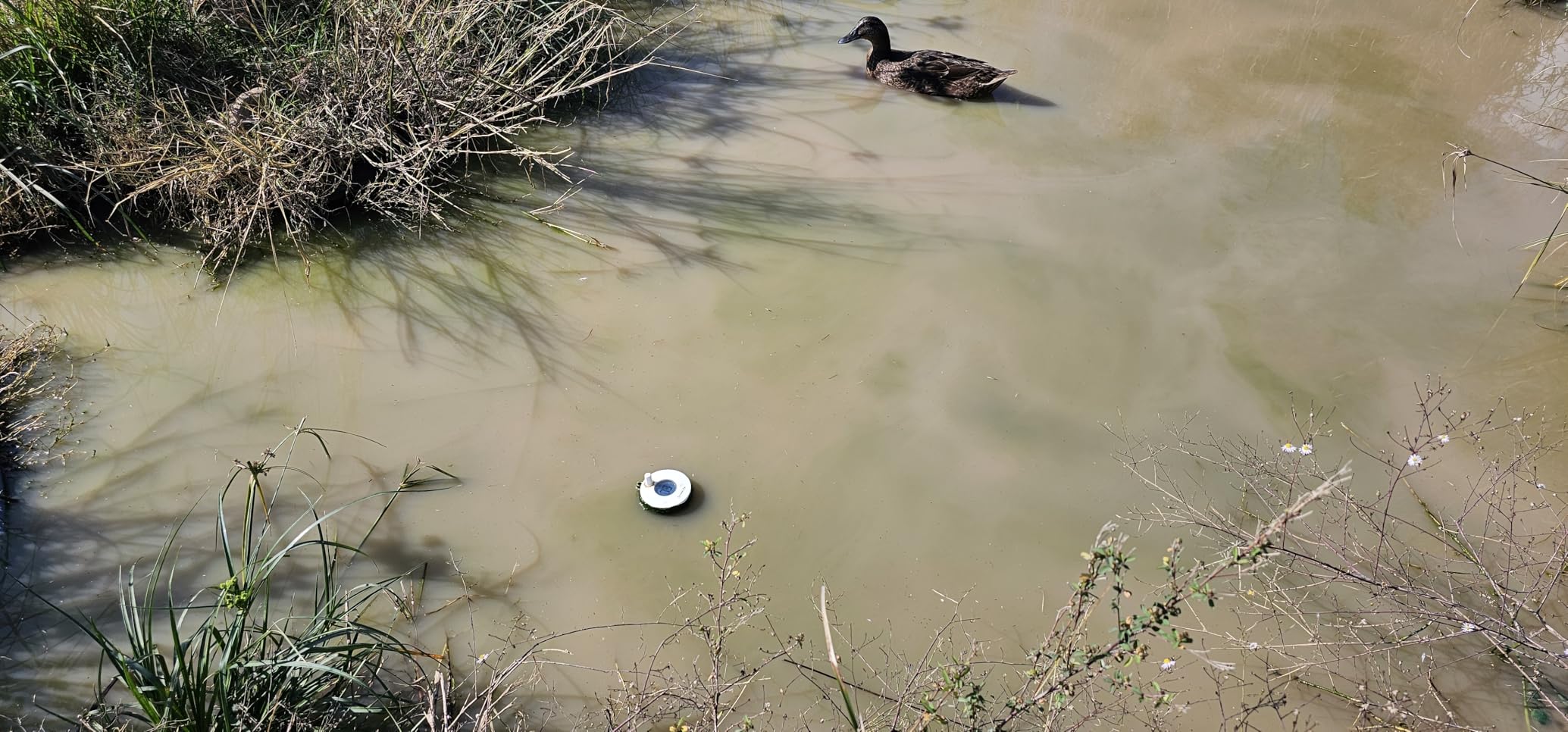 GoveeLife WiFi Pool Thermometer Wireless App Easy Read, Smart Digital Floating Pool Thermometer with IPX7 Waterproof, Notification Alert, Water Temperature Monitor for Swimming, Pond, Bath, Spa customer photo 2