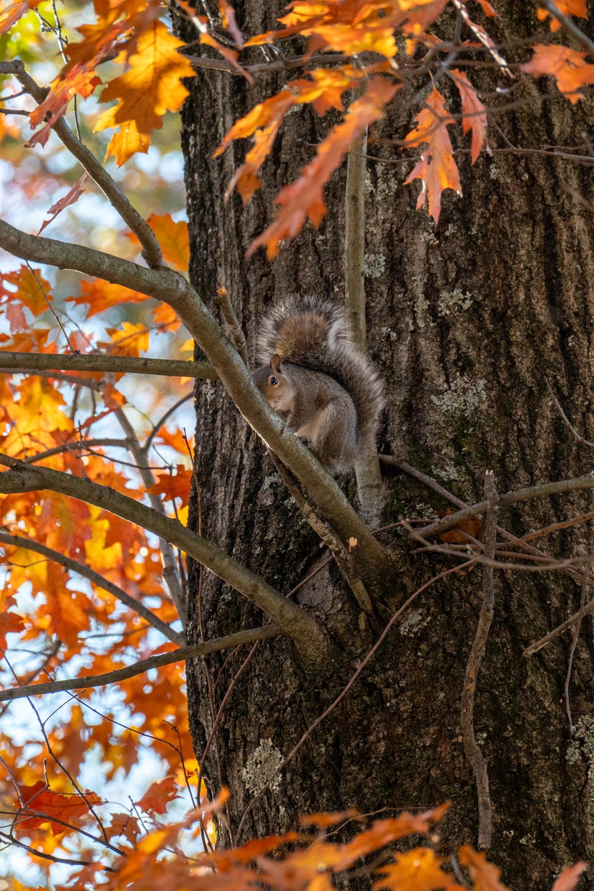 NIKKOR Z 28-400mm f/4-8 VR Mirrorless Lens customer photo 1