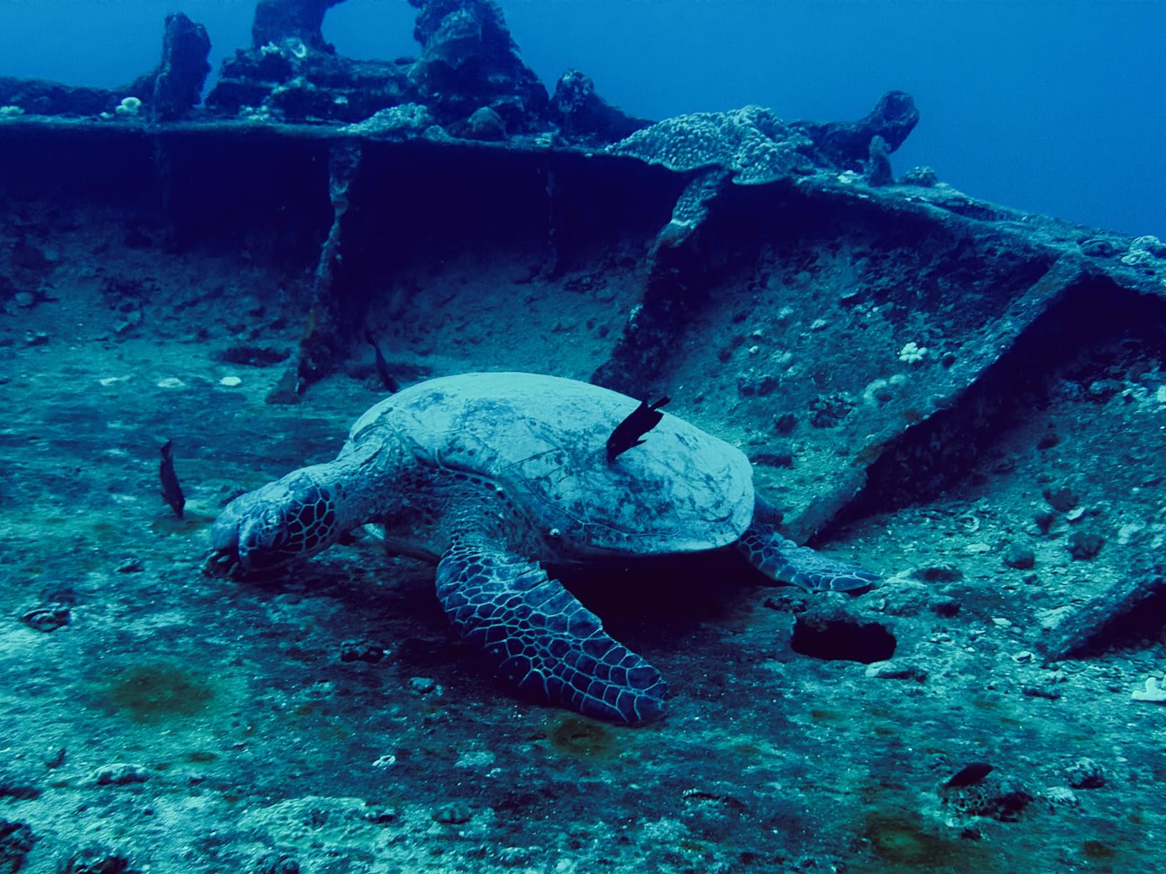 SeaLife SportDiver Ultra Underwater Smartphone Scuba Housing - Dive to 130', Waterproof Photography, Easy Camera Controls, with Leak Alarms, Fits Most Phones customer photo 1