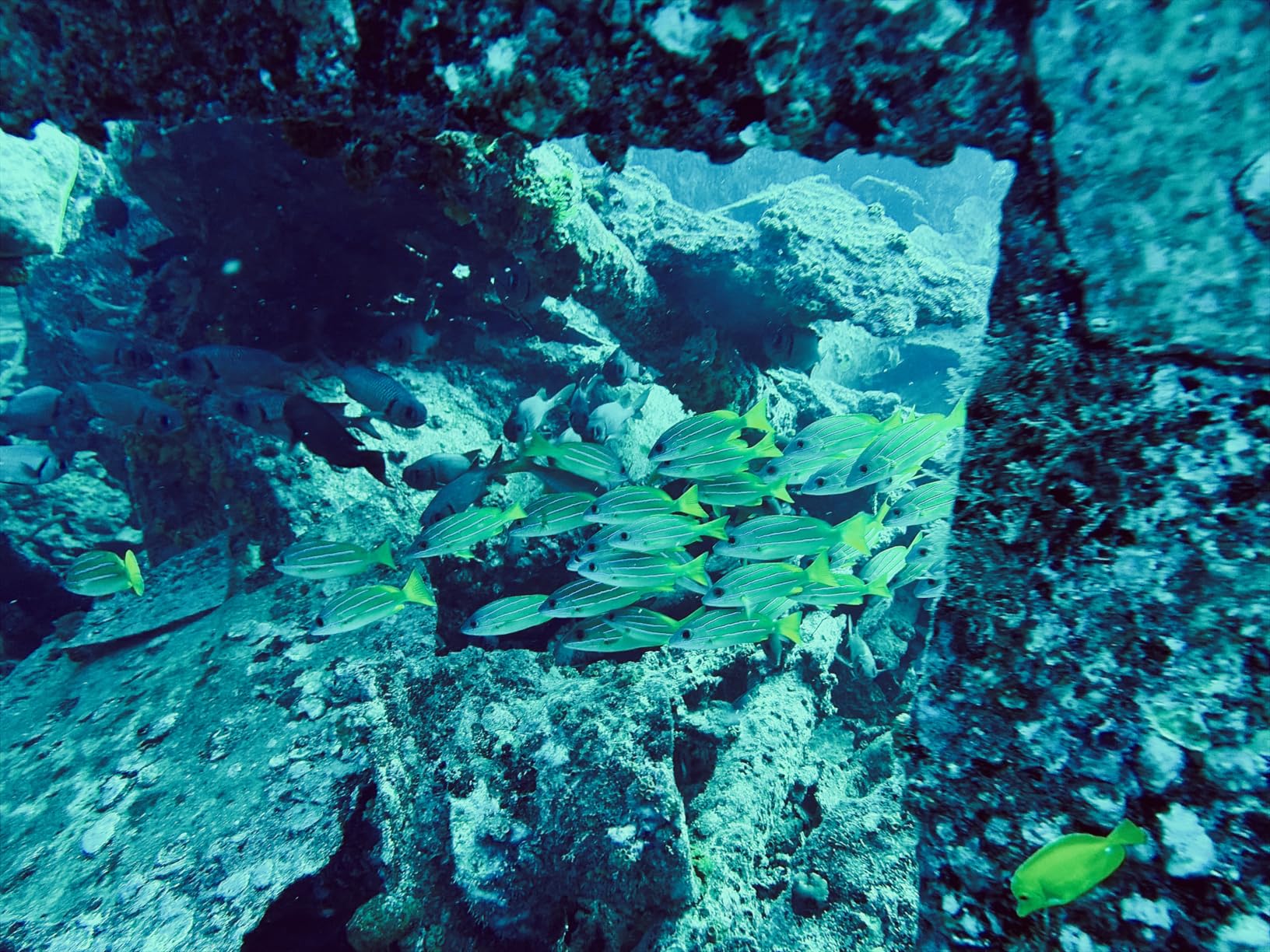 SeaLife SportDiver Ultra Underwater Smartphone Scuba Housing - Dive to 130', Waterproof Photography, Easy Camera Controls, with Leak Alarms, Fits Most Phones customer photo 2