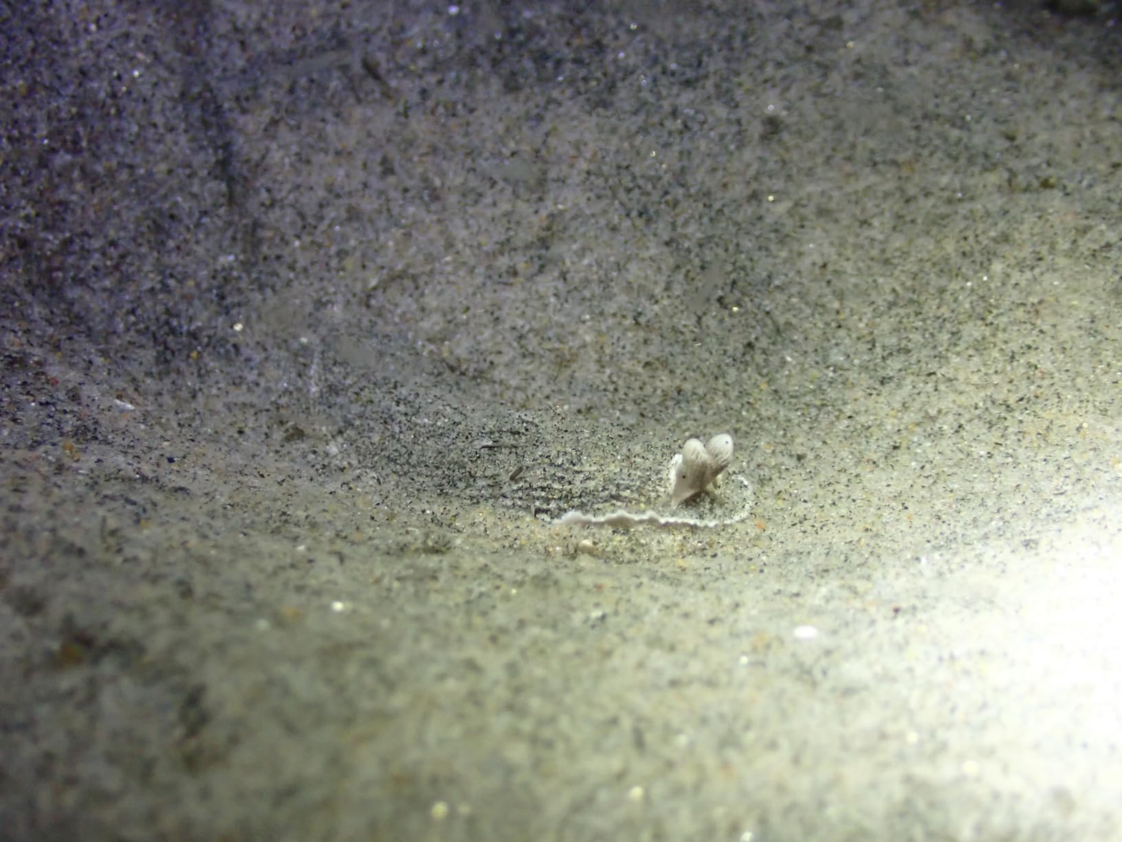 ORCATORCH DC710 Scuba Dive Light Type C Rechargeable, 3000 Lumens Super Bright Underwater Flashlight, IP68 Waterproof Submersible Torch with WS02 Wrist Strap Mount for Hands-Free Diving customer photo 1