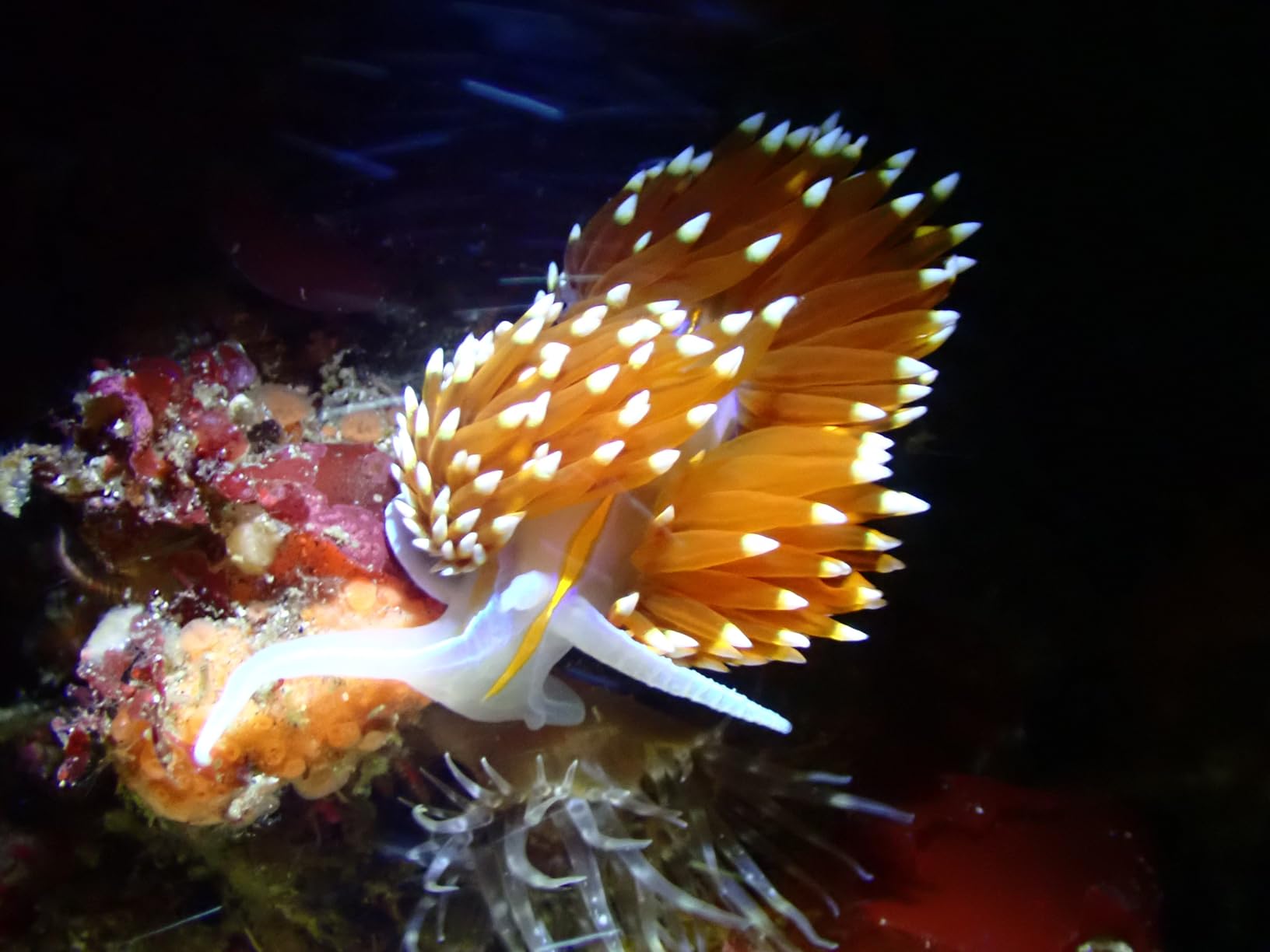 ORCATORCH DC710 Scuba Dive Light Type C Rechargeable, 3000 Lumens Super Bright Underwater Flashlight, IP68 Waterproof Submersible Torch with WS02 Wrist Strap Mount for Hands-Free Diving customer photo 2