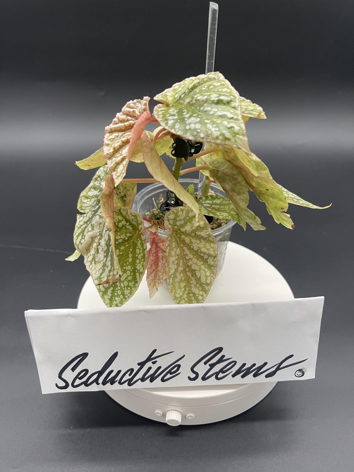 Rotating Display Stand Easy to Switch Direction, Spinning Platform Adjustable Speed, 360 Degree Motorized Photography Turntable for Jewelry, Shoes Display and Shooting, Lazy Susan(4.53