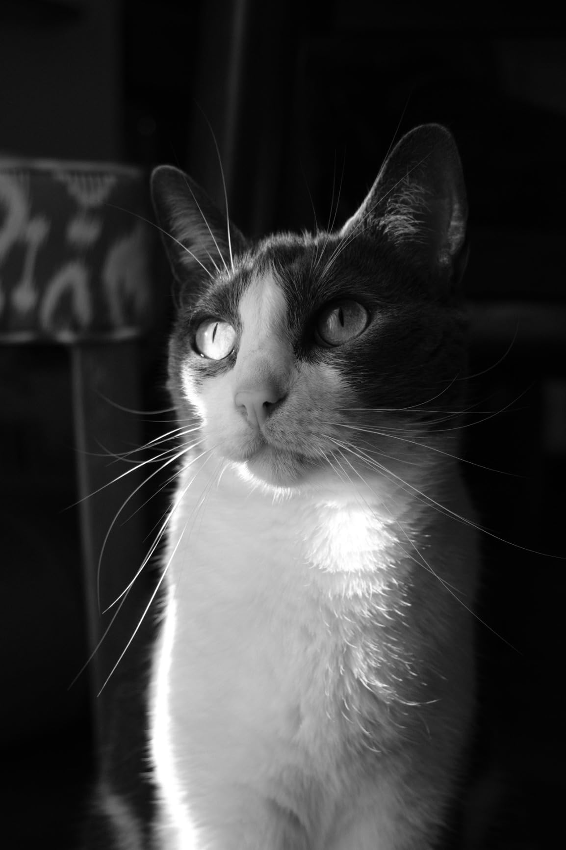 Fujifilm X-T50 Mirrorless Digital Camera XC15-45mmF3.5-5.6 OIS PZ Lens Kit - Silver customer photo 2