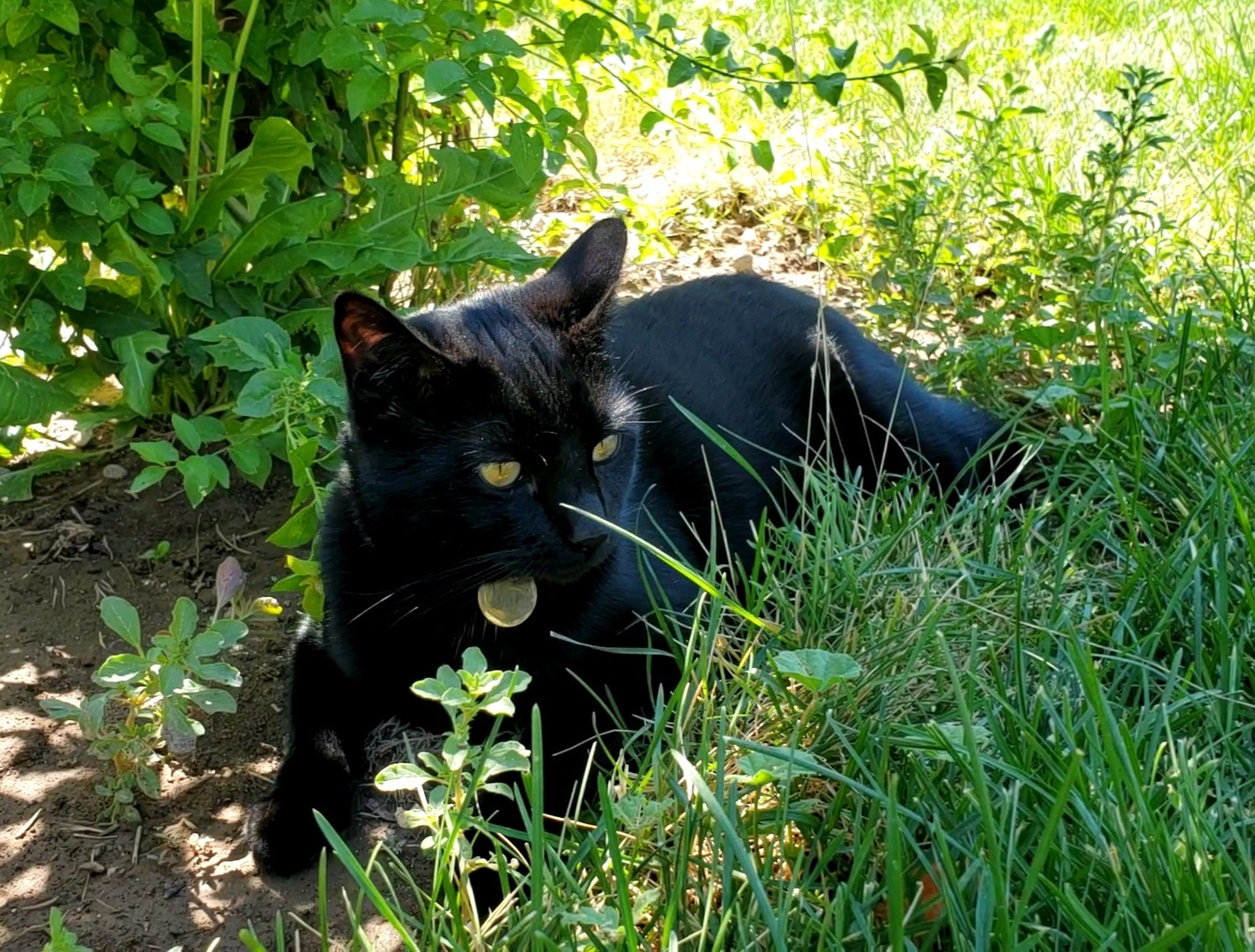 PETLIBRO Automatic Cat Feeder for 2 Cats, 5G&2.4G WiFi Pet Feeders, 5L Programmable Cat Food Dispenser with Airtight Lock-Fresh Technology, Dual Stainless Steel Bowls, Low Food Sensor customer photo 1