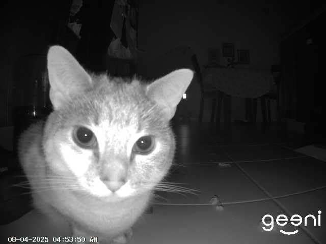 Geeni Pet Treat Dispenser with Camera - 2K HD WiFi Enabled, Dog and Cat Automatic Smart Feeder, Two-Way Audio, Night Vision, Auto-Follow, Remote Access with App, Alexa and Google Compatible, White customer photo 1