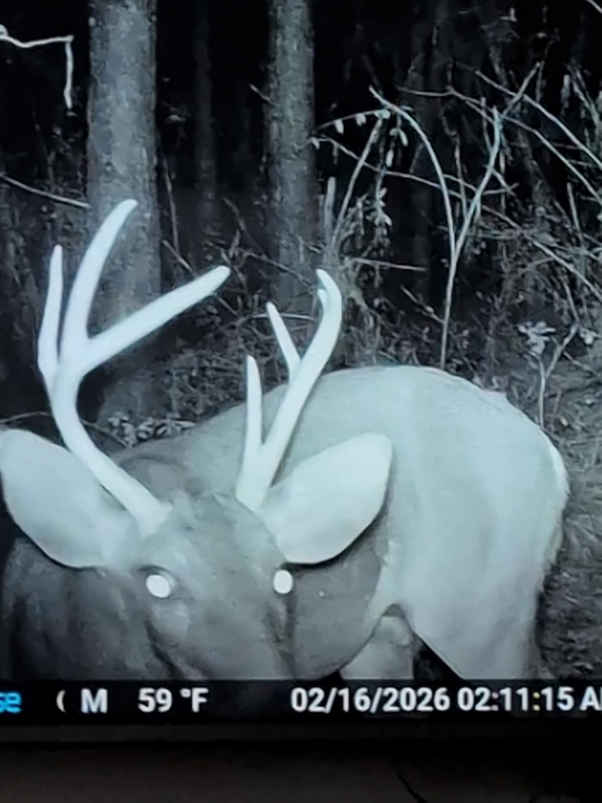 Meidase P70 (Non-Cellular,Non-WiFi) Trail Camera, 64MP 1296p, Game Cameras with No-Glow IR Night Vision, Motion Activated, Waterproof for Wildlife Deer Cams, Hunting customer photo 1