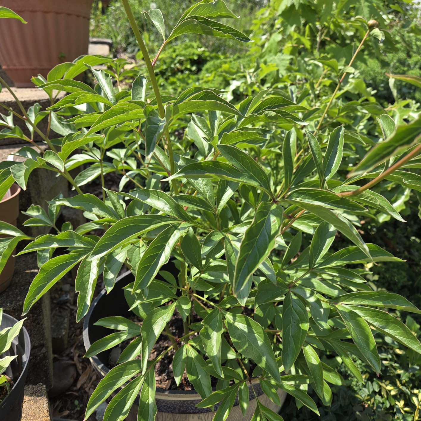 PictureThis - Plant Identifier customer photo 1