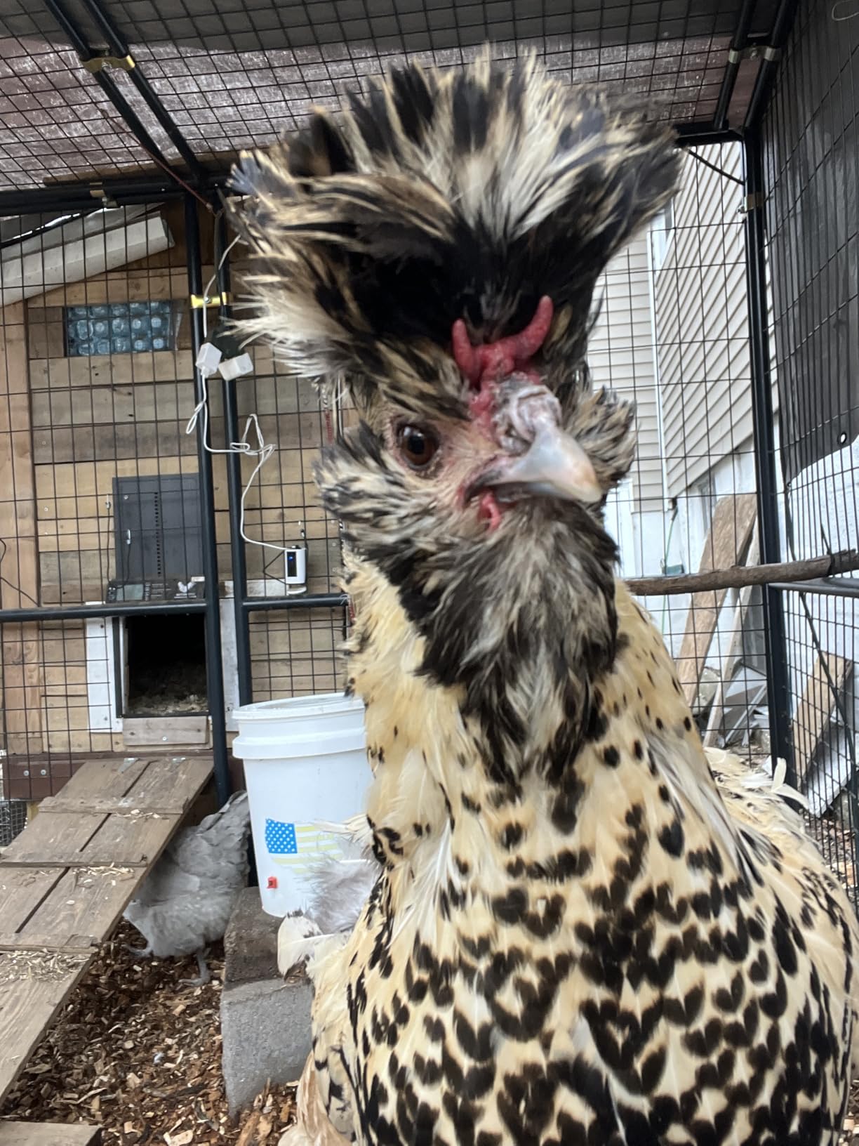 Automatic Chicken Coop Door Solar Powered with Timer/Light Sensor, Solar Chicken Coop Door Anti-Pinch, Aluminum Alloy Chicken Door | Larger Solar Panel | Higher Capacity Battery | 20M Remote Control customer photo 1