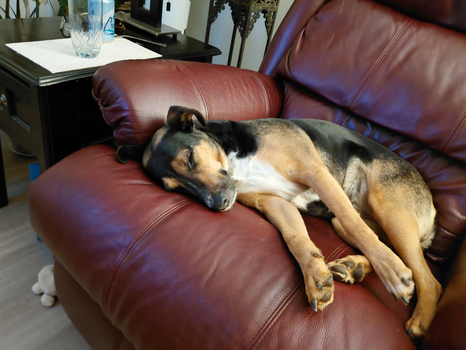 Tractive Smart Dog GPS Tracker | Live Pet Tracker with Virtual Fence | Vital Signs Monitoring of Heart & Respiratory Rate | Bark Monitoring | Dog Collar Attachment (Black) customer photo 1