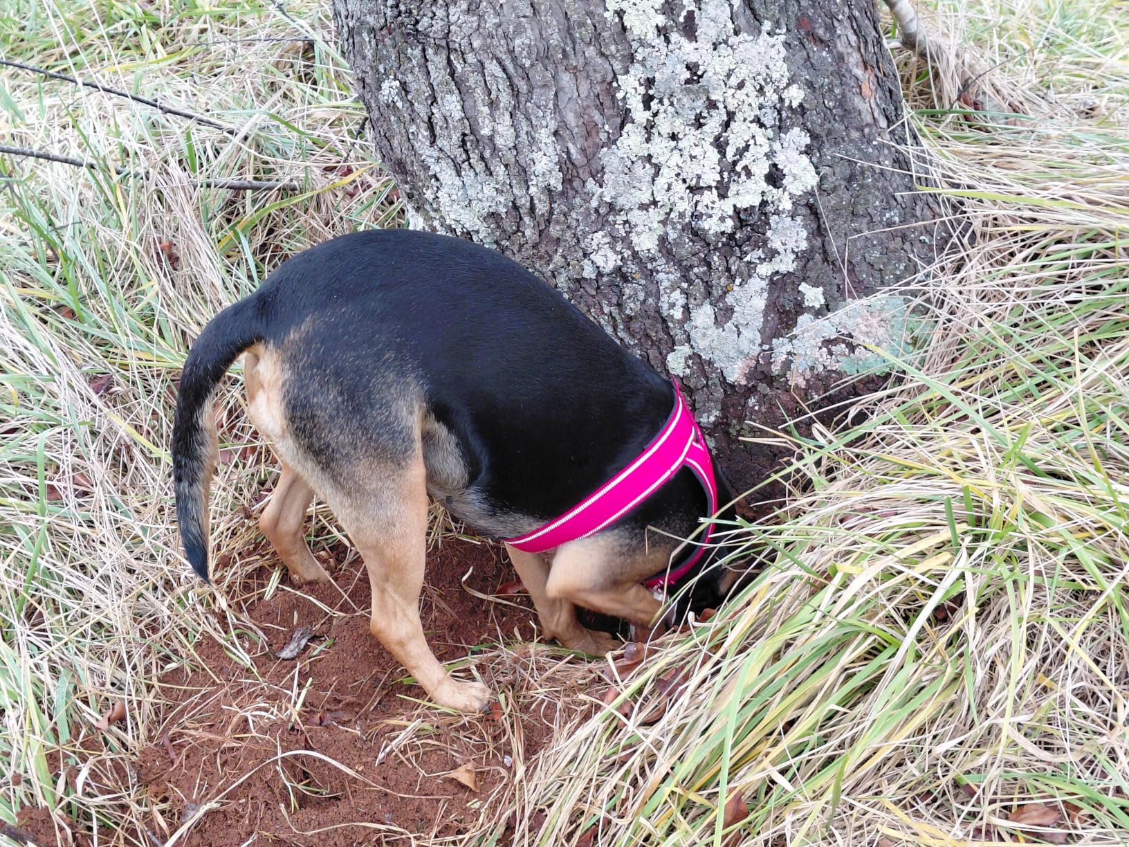 Tractive Smart Dog GPS Tracker | Live Pet Tracker with Virtual Fence | Vital Signs Monitoring of Heart & Respiratory Rate | Bark Monitoring | Dog Collar Attachment (Black) customer photo 2