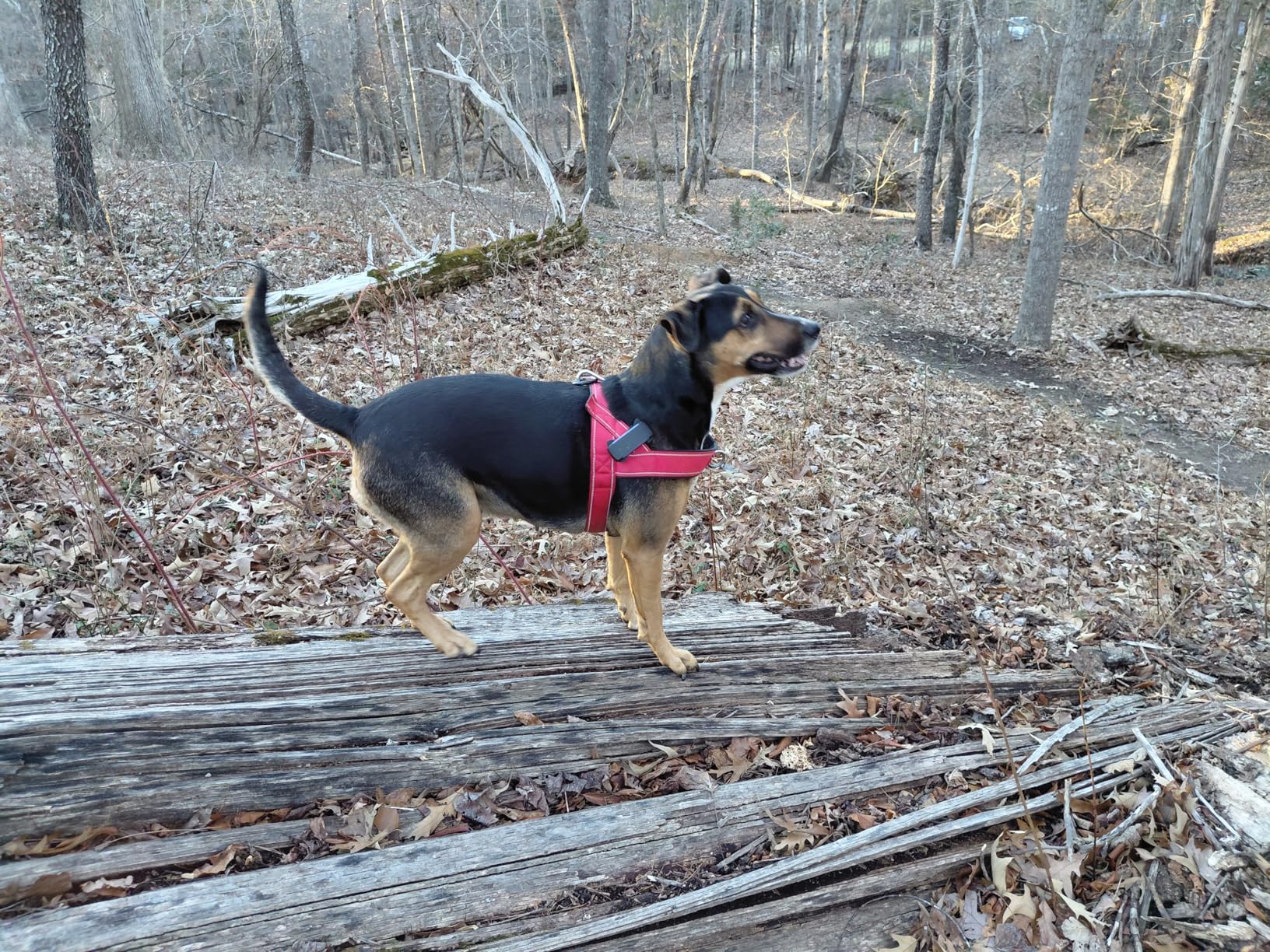 Tractive Smart Dog GPS Tracker | Live Pet Tracker with Virtual Fence | Vital Signs Monitoring of Heart & Respiratory Rate | Bark Monitoring | Dog Collar Attachment (Mint) customer photo 2