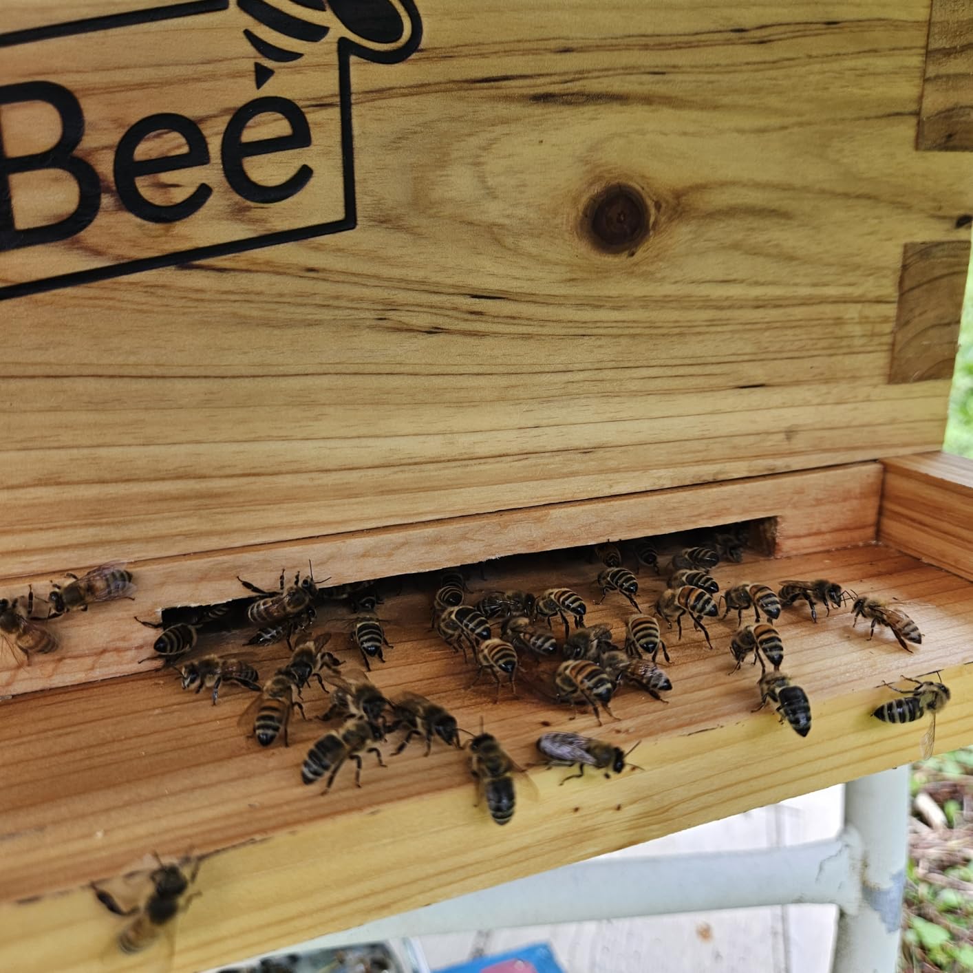 MayBee 10-Frame Beehive Starter Kit, Bee Hive Kit Dipped in 100% Beeswax, Bee Hives Boxes Starter Kit Includes Beekeeping Supplies Tool Kit and Bee Suit customer photo 2