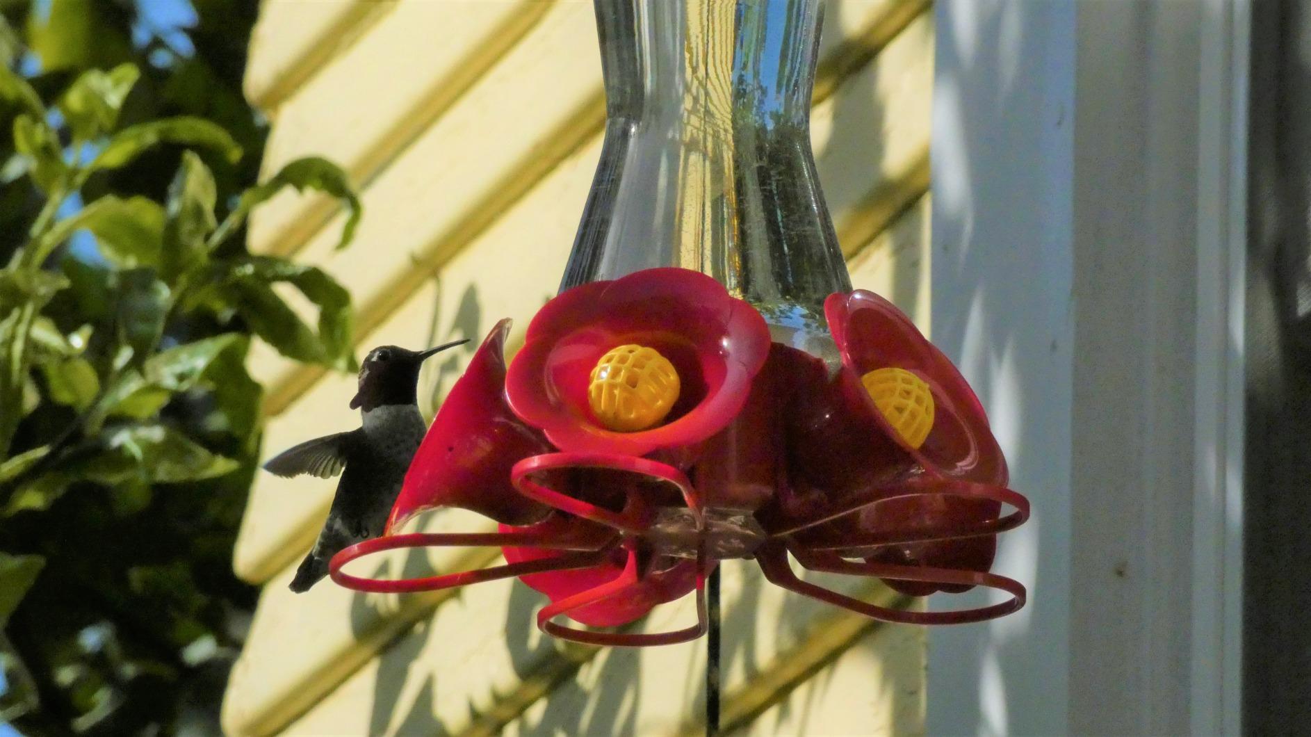 Panasonic LUMIX FZ80D Point and Shoot Digital Camera 4K Photo/Video Recording with Power Optical Image Stabilizer, Vlogging Camera with 60X Optical Zoom & 20-1200mm Wide-Angle Lens customer photo 1