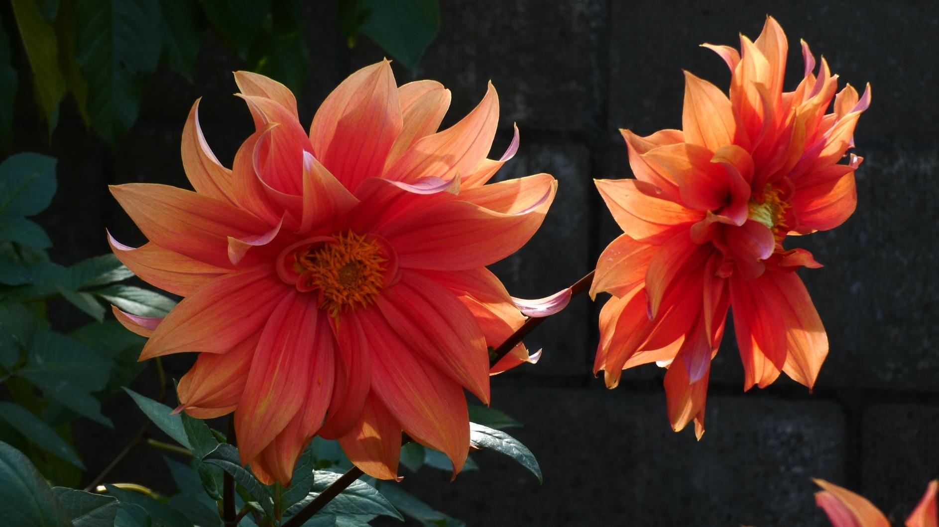 Panasonic LUMIX FZ80D Point and Shoot Digital Camera 4K Photo/Video Recording with Power Optical Image Stabilizer, Vlogging Camera with 60X Optical Zoom & 20-1200mm Wide-Angle Lens customer photo 2