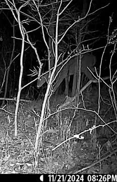 Browning Cellular Trail Camera Defender Vision Pro HD 24MP Trail Cam OVIX Camo Pattern Dual SIM Hunting Game Trail Camera, 110' Night Detection Range & Smartphone Compatible Camera customer photo 1