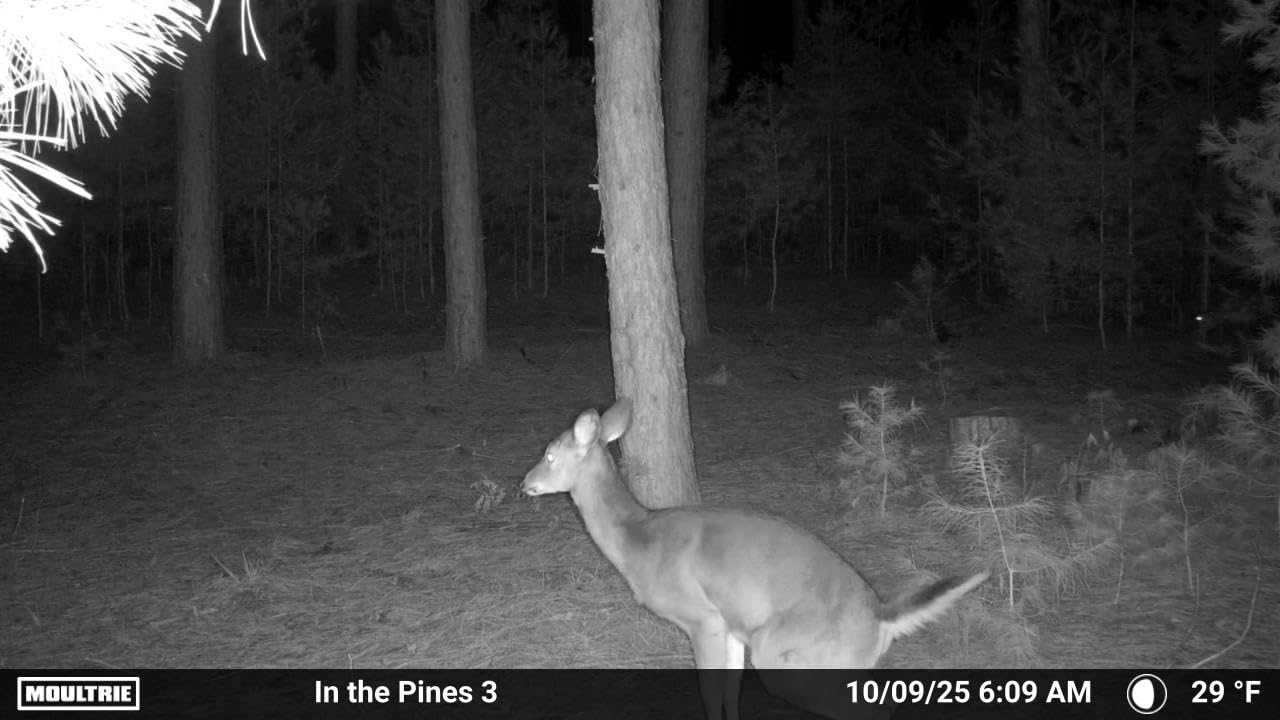 Moultrie Edge 2 Cellular Trail Camera - Auto Connect Nationwide 4G LTE - On Demand 36MP Photo - 1080P Video with HD Audio - 100 Ft Detection Range - Low Glow Flash customer photo 1