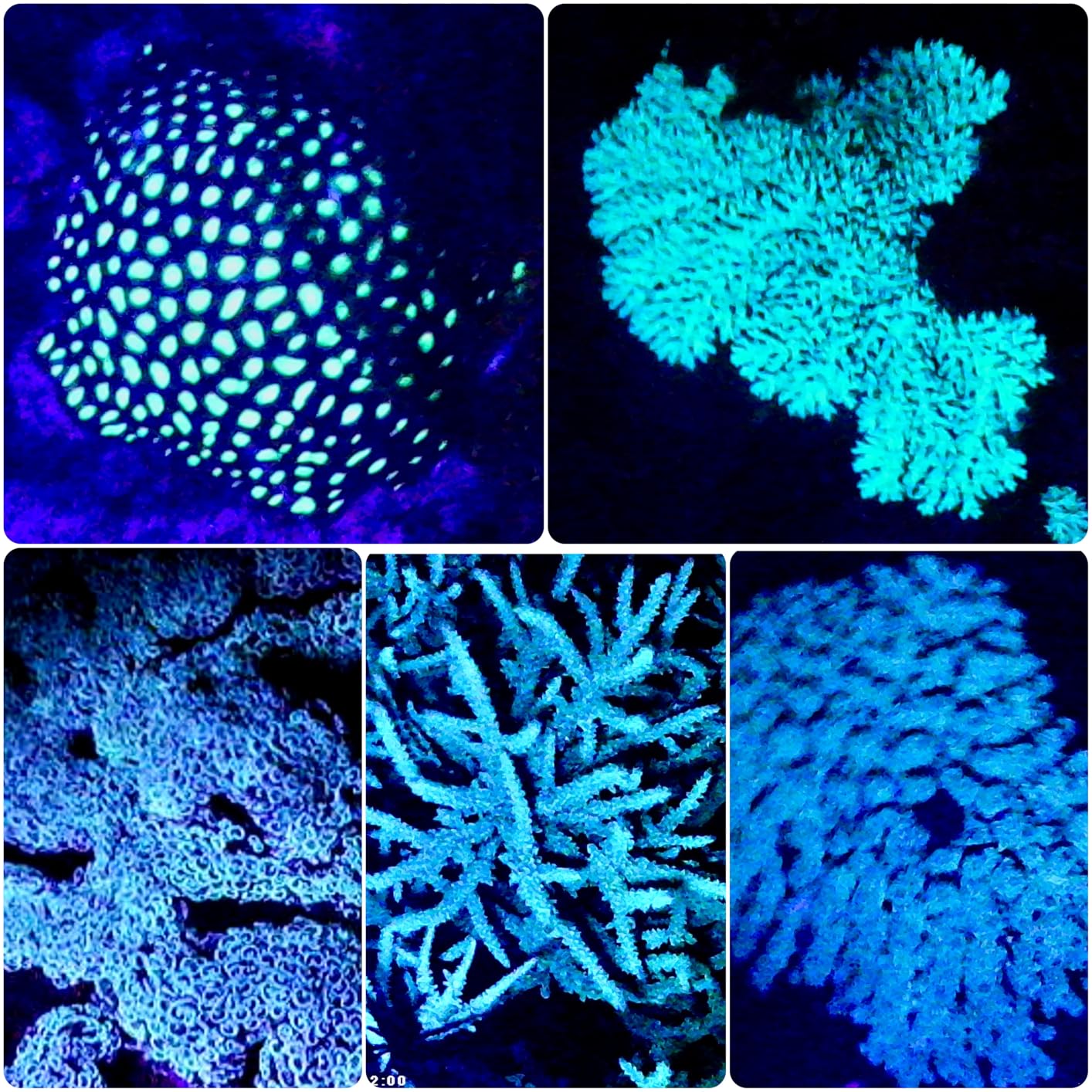 Wurkkos DL08 Dive Light, 3600 Lumens Rechargeable Scuba Underwater Lights with Red and UV Light, IP68 Underwater Video with Infinite Brightness Adjustment and 5000mAh Battery for Night Diving customer photo 2