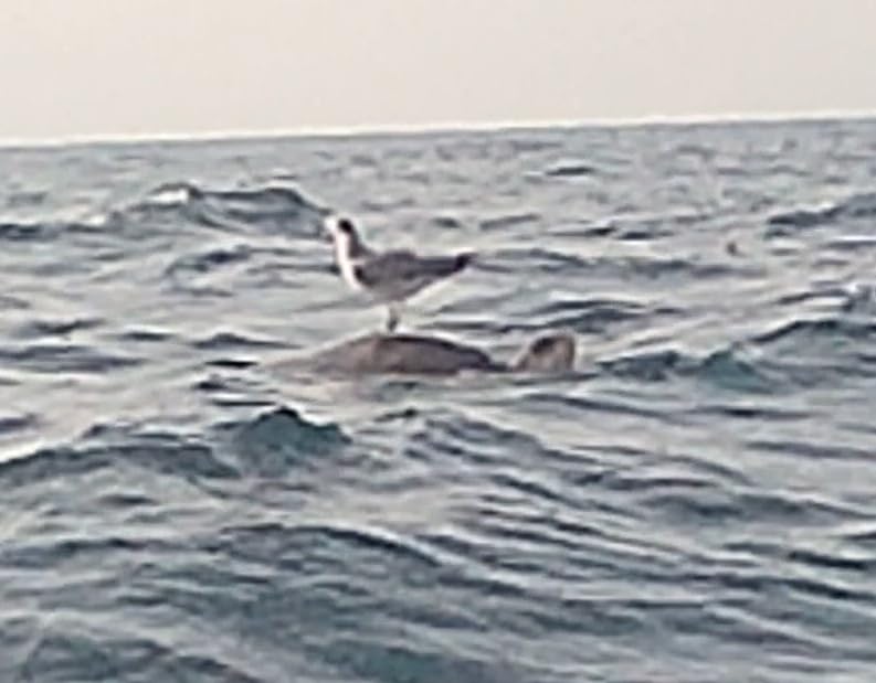 AKASO EK7000 Pro 4K30 Action Camera with Touch Screen EIS 131FT Waterproof Underwater Camera 5X Zoom Remote Control with Waterproof Floating Hand Grip Bundle and Carrying Case Accessories Kit Bundle customer photo 1