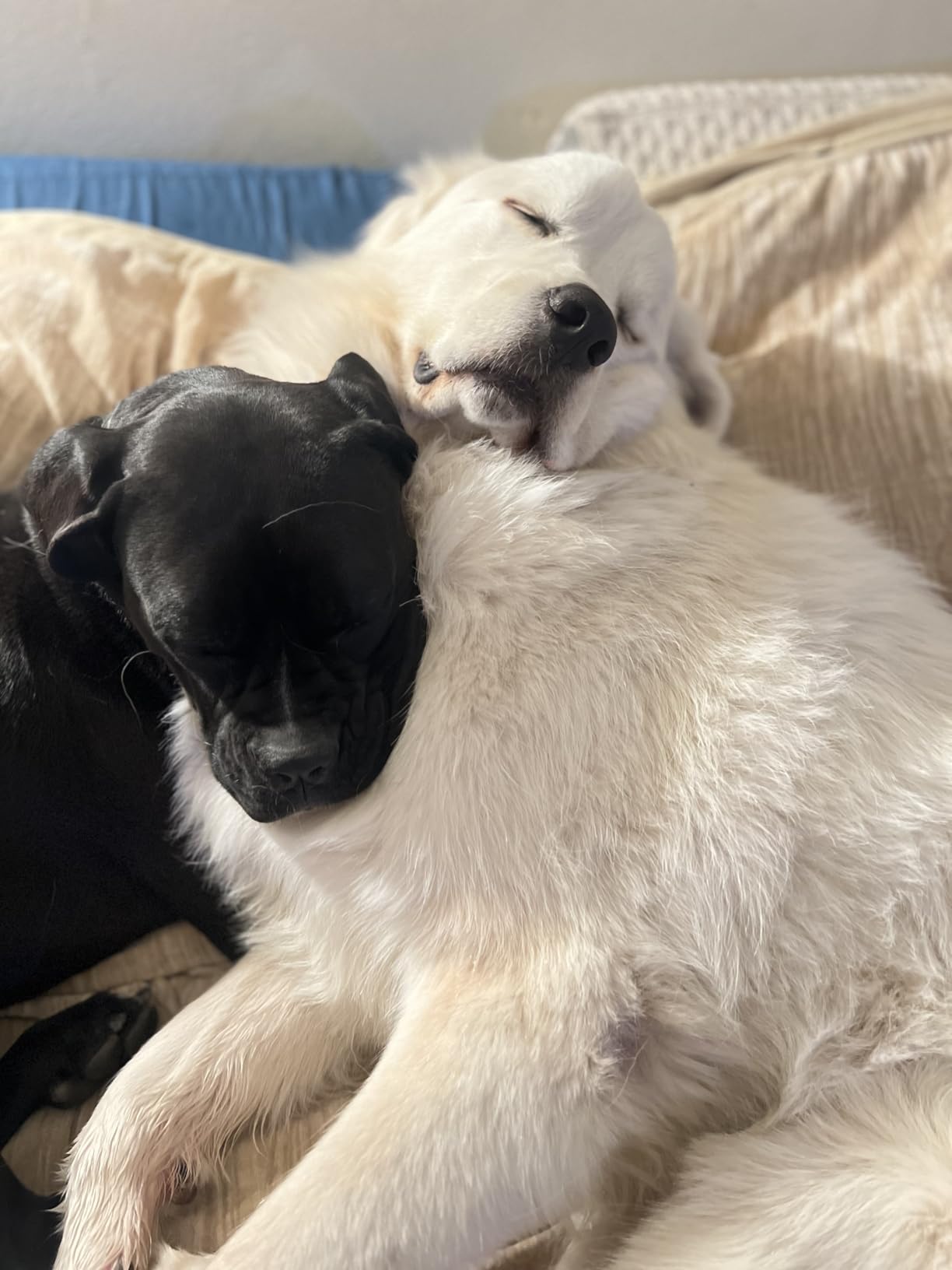 AI Dog Shock Collar 2 Dogs (10-120Lbs) - 3300FT Dog Training Collar with Remote, IPX7 Waterproof Collar with Beep, Vibration, Safe Shock for Large Medium Small Dogs, Keypad Lock and Flashing Light customer photo 1