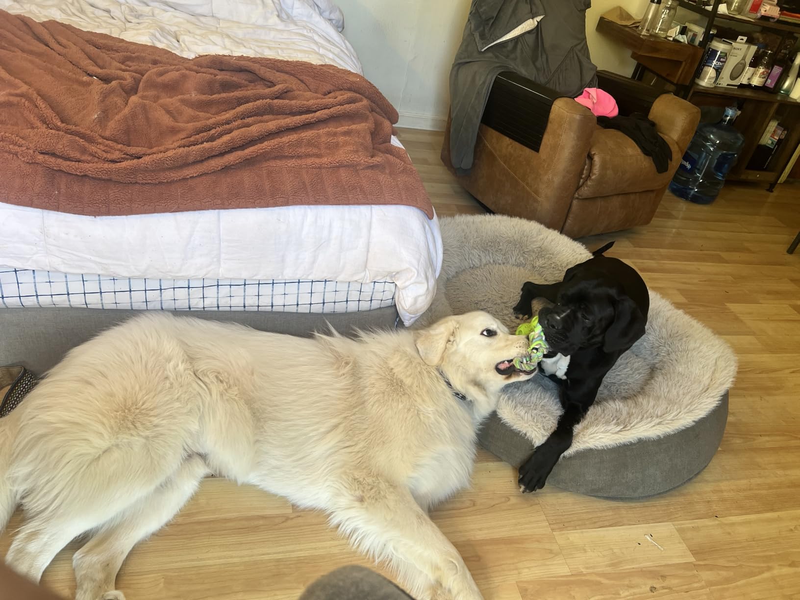 AI Dog Shock Collar 2 Dogs (10-120Lbs) - 3300FT Dog Training Collar with Remote, IPX7 Waterproof Collar with Beep, Vibration, Safe Shock for Large Medium Small Dogs, Keypad Lock and Flashing Light customer photo 2