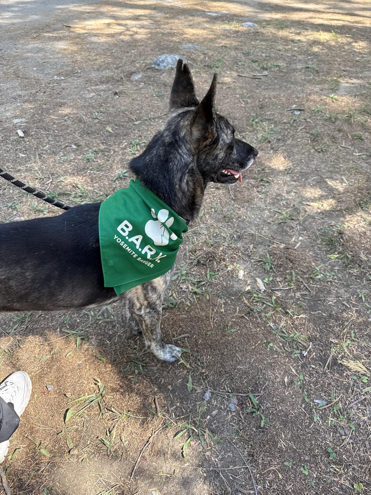 VEVOR Dog Agility Course Backyard Set, 13pcs Agility Training Equipment for Dogs, 2 Tunnels with Sandbags, Adjustable Hurdles, Weave Poles, Jump Ring, Pause Box, Puppy Obstacle Course Kit with Storage Bag customer photo 1