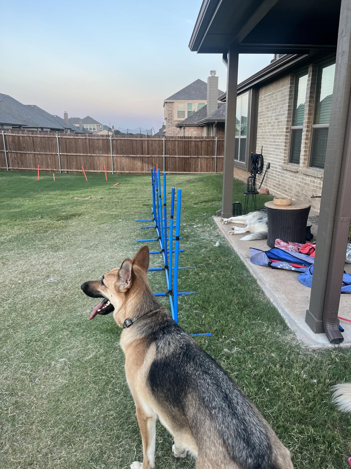 VEVOR Dog Agility Course Backyard Set, 13pcs Agility Training Equipment for Dogs, 2 Tunnels with Sandbags, Adjustable Hurdles, Weave Poles, Jump Ring, Pause Box, Puppy Obstacle Course Kit with Storage Bag customer photo 2