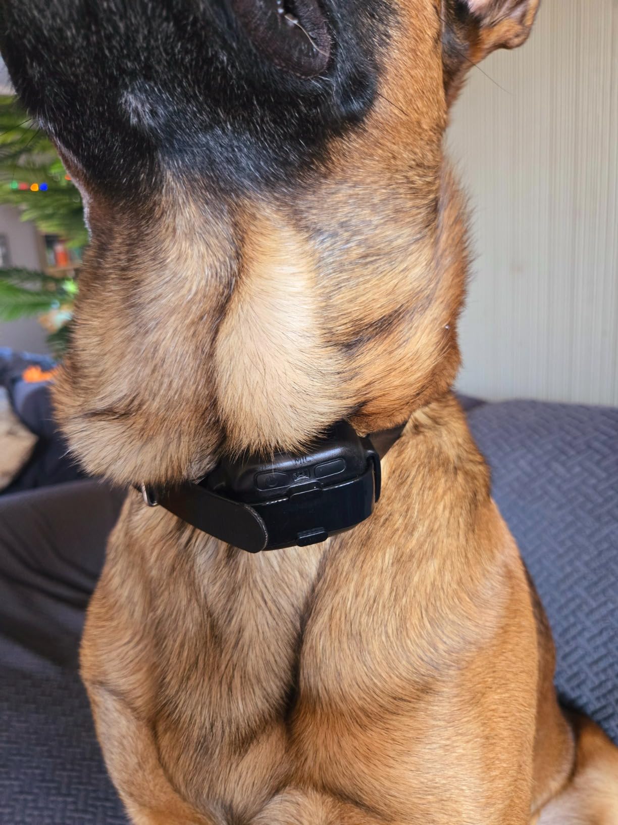 Dogtra Smart NOBARK Detects Whining and Barking, 33 ft Range App for Notifications, E-Collar, Behavior Report, Waterproof IPX9K, Compact Size for 10 lb Dogs, Triple Detection Accuracy customer photo 1