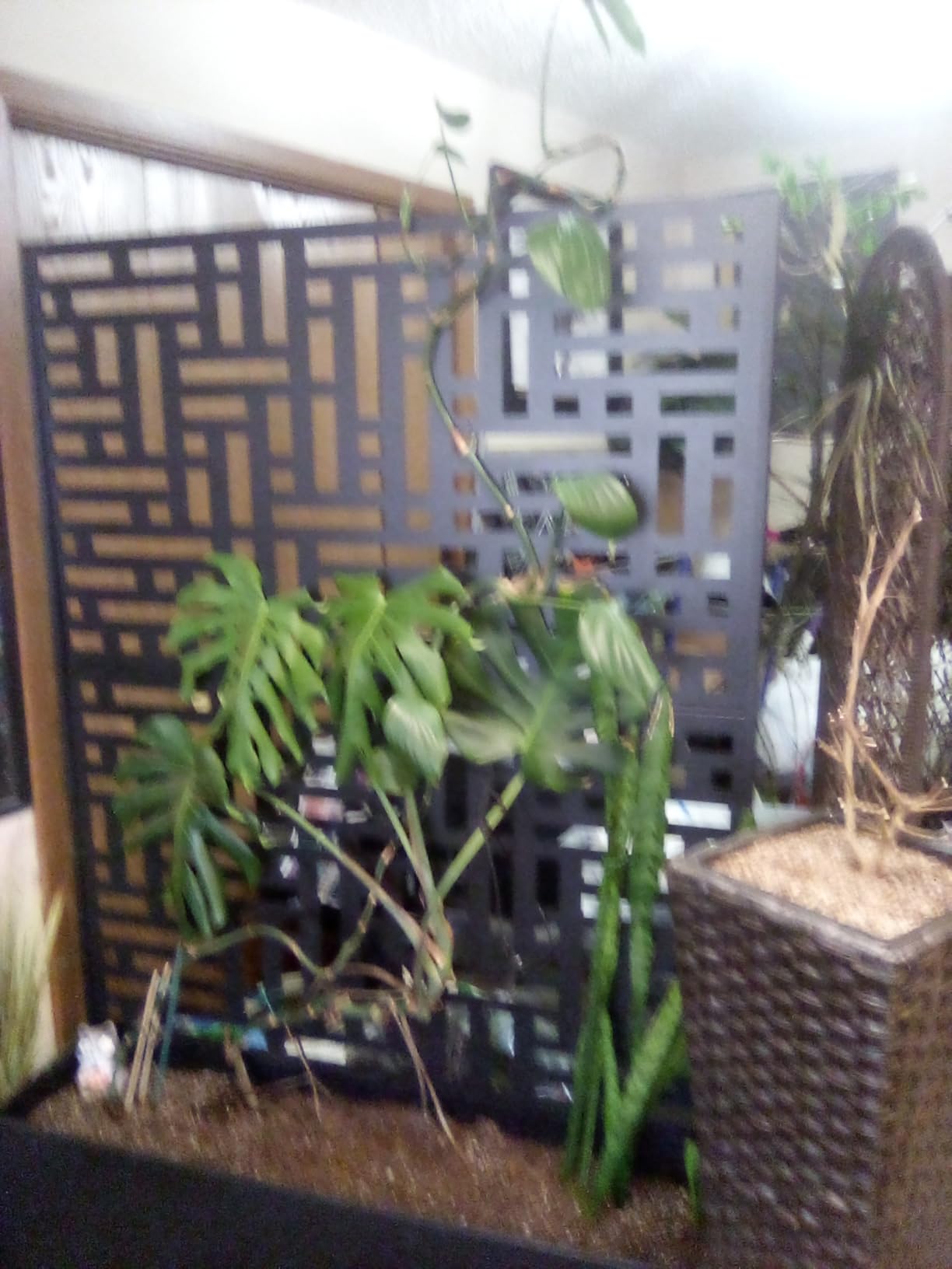 LED Grow Light Strips, Grow Lights for Indoor Plants Full Spectrum 3000K, Plant Light Bar with 3/9/12H Timer, 10 Dimmable Levels for Seedling Succulent, Best Match for Plant Shelf (3 Headx2 Pack) customer photo 2