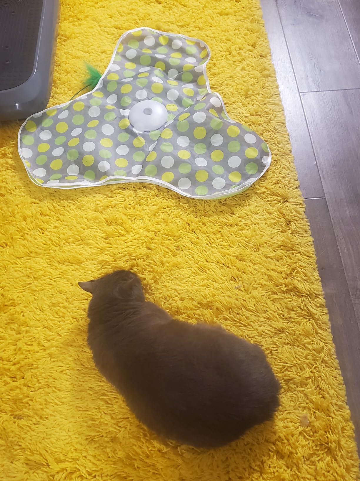 Interactive Cat Toy, Automatic Cat Toys for Indoor Cats, Hide and Seek Cat Toy with Motion Activated, Moving Feather, Chirping, USB Rechargeable customer photo 1