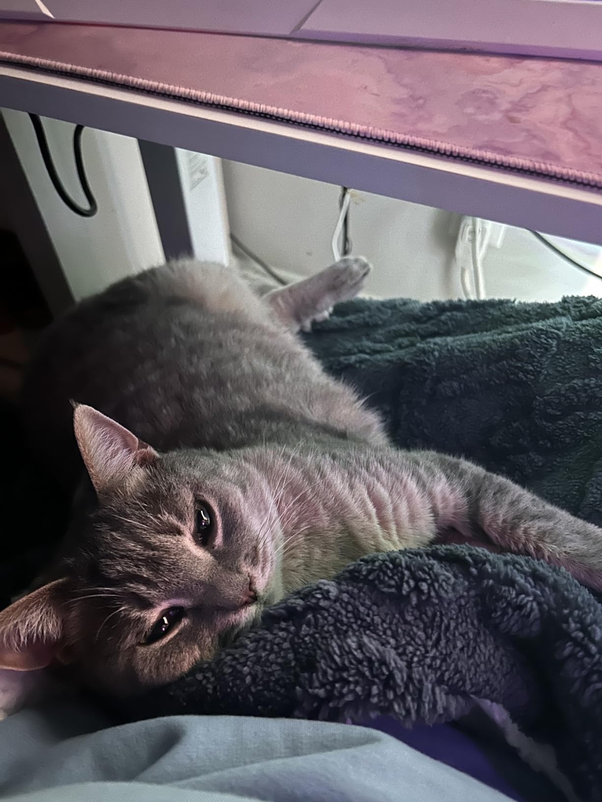 Interactive Cat Toys Rechargeable,Moving Concealed Feathers,Real Mouse Squeaky,Touch Activated Cat Kitten Toy Exercise Toys for Indoor Bored Adult Cats customer photo 1