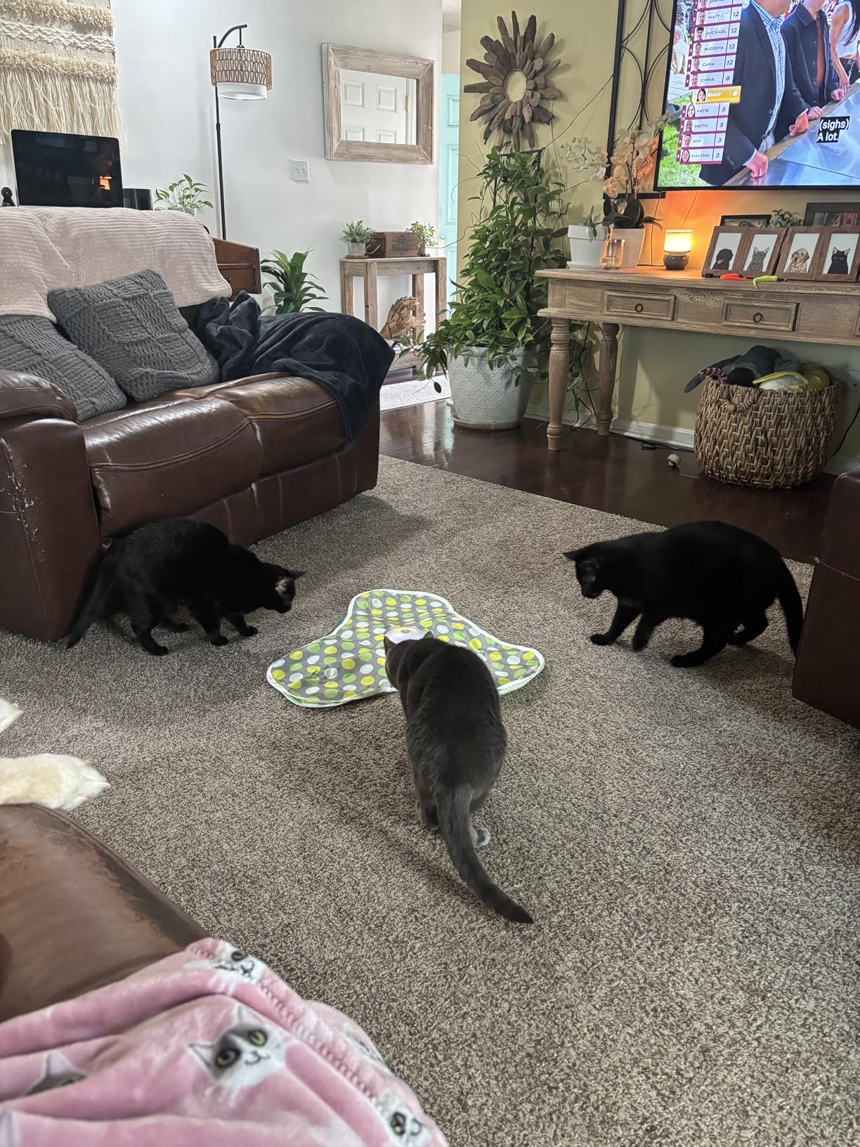 Interactive Cat Toys Rechargeable,Moving Concealed Feathers,Real Mouse Squeaky,Touch Activated Cat Kitten Toy Exercise Toys for Indoor Bored Adult Cats customer photo 2