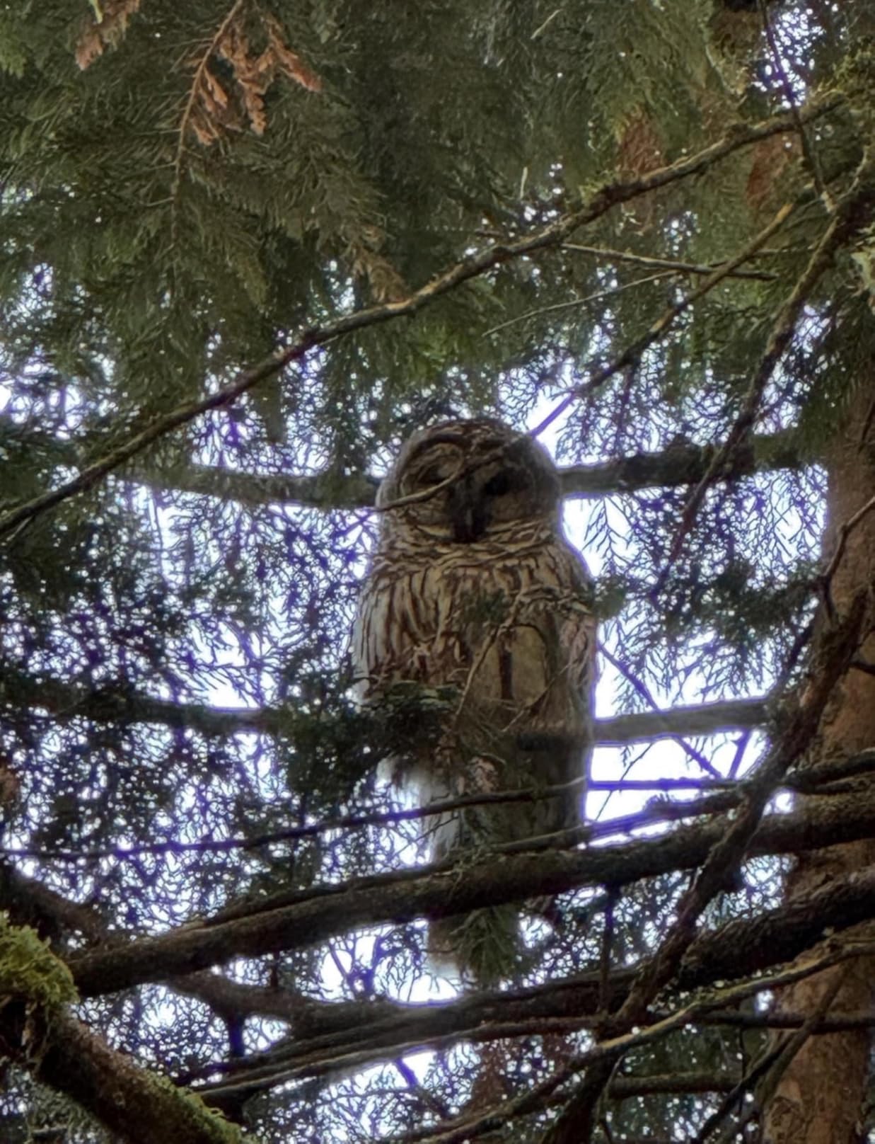 Gosky 20-60x85 Spotting Scope with Full Size Tripod, Phone Adapter and Cleaning Kit, Spotting Scopes for Bird Watching, Wildlife Viewing, Portable with Carrying Bag customer photo 1