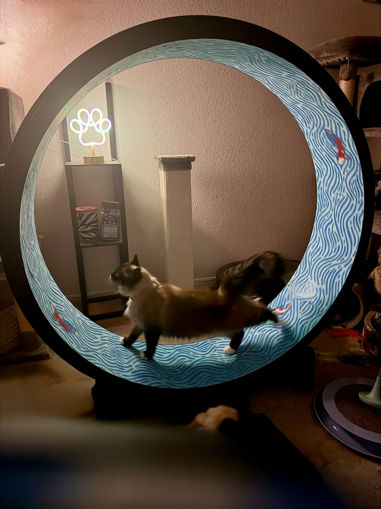 One Fast Cat - Cat Exercise Wheel - Gen. 7 - Safe 48