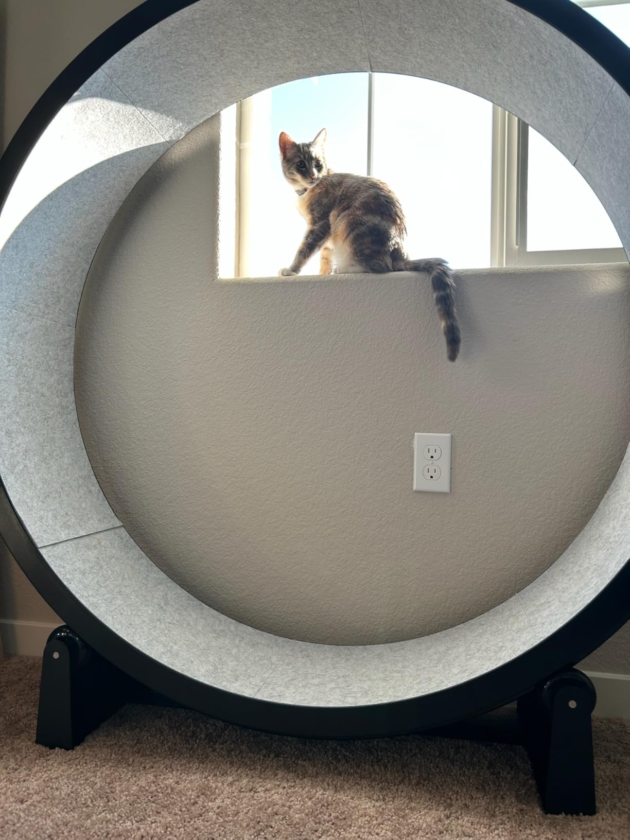 One Fast Cat - Cat Exercise Wheel - Gen. 7 - Safe 48