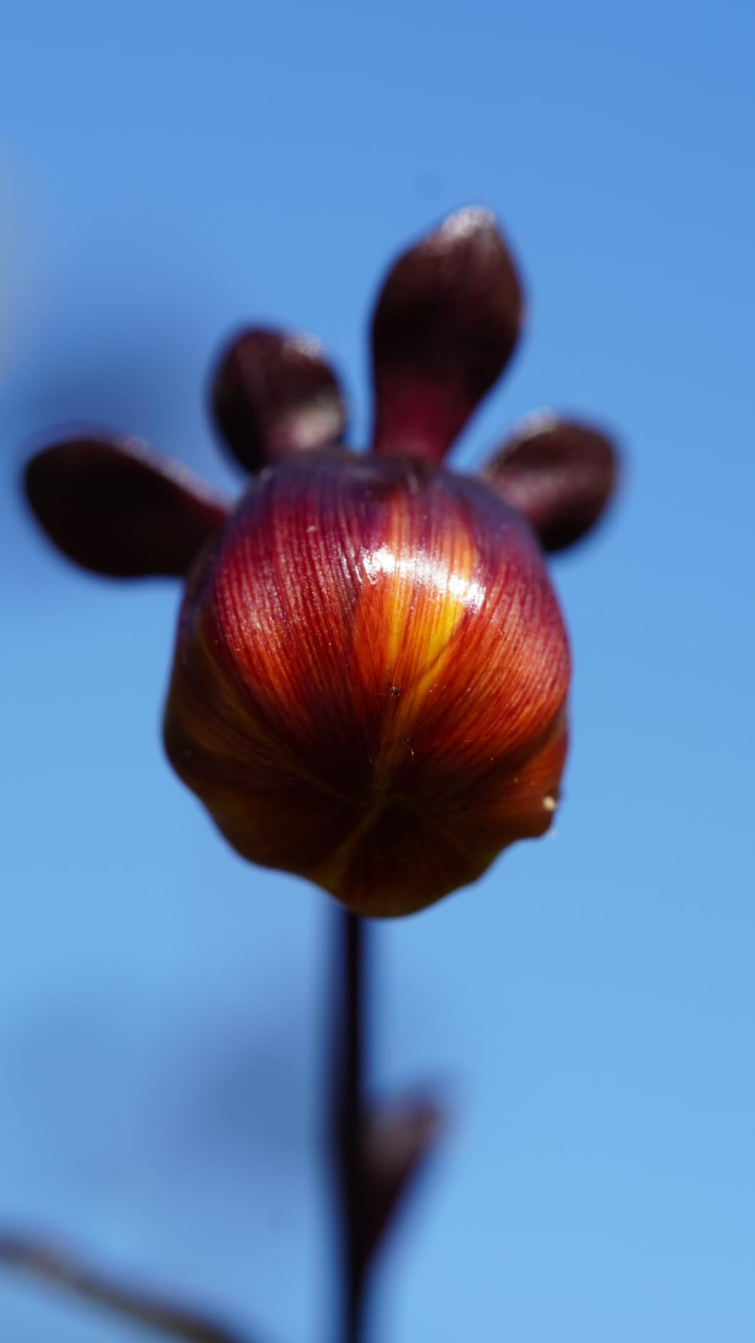 90mm F/2.8 Di III VXD 1:1 Macro for Sony E Mount Full Frame/APS-C Mirrorless Cameras customer photo 1