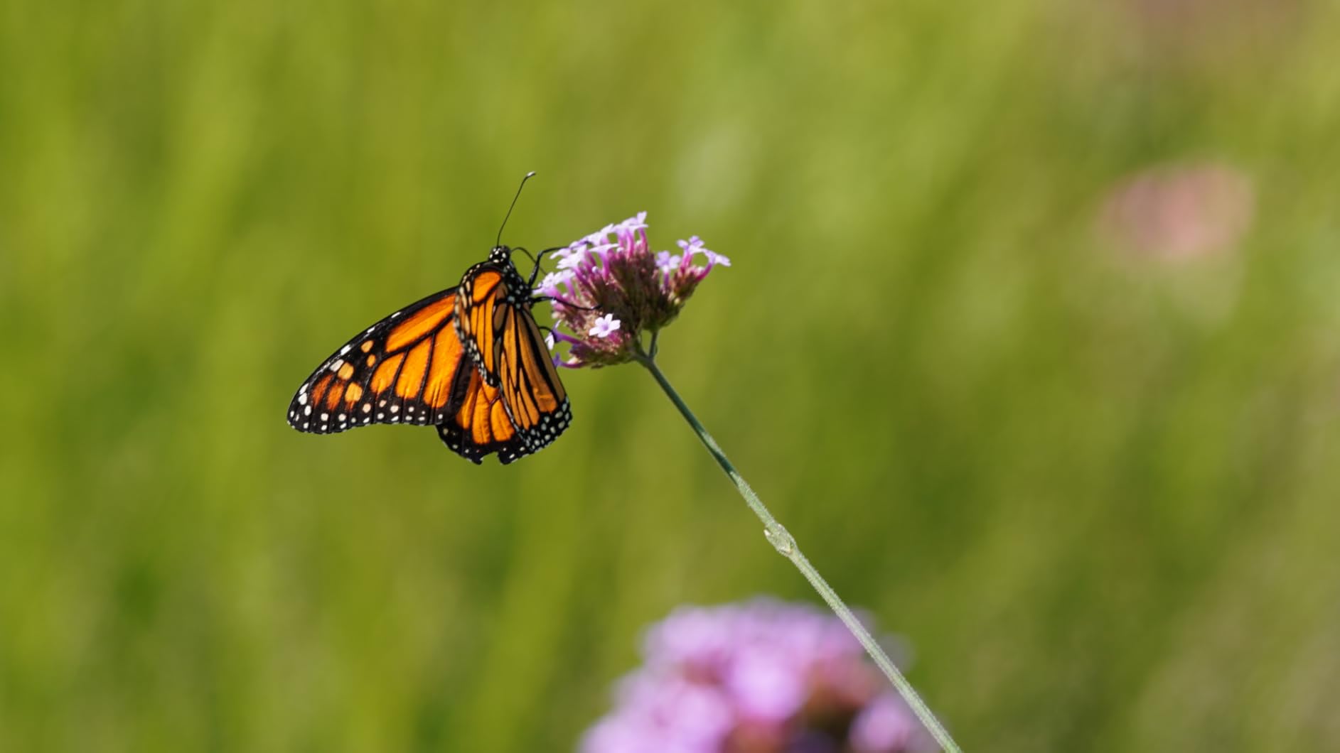 90mm F/2.8 Di III VXD 1:1 Macro for Sony E Mount Full Frame/APS-C Mirrorless Cameras customer photo 2