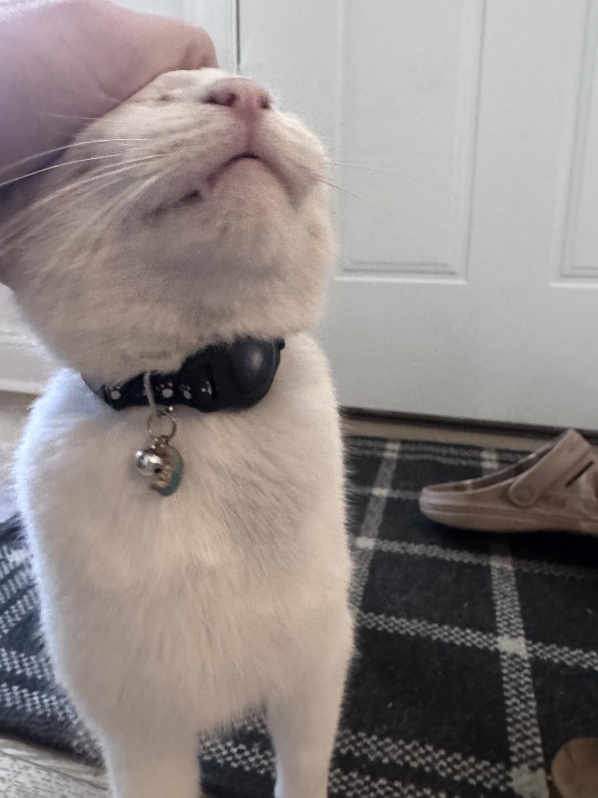 Cat Tracker Collar Waterproof Airtag Cat Collar with Finder Tag (iOS ONLY Not for Android Devices), Compatible with Apple Find My, Breakaway Tractive with Reflective Pattern & Bell, Black, 8-12