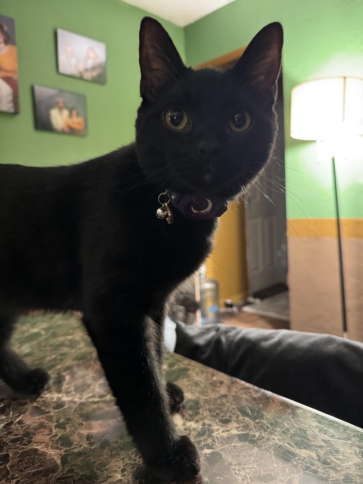 Cat Tracker Collar Waterproof Airtag Cat Collar with Finder Tag (iOS ONLY Not for Android Devices), Compatible with Apple Find My, Breakaway Tractive with Reflective Pattern & Bell, Black, 8-12